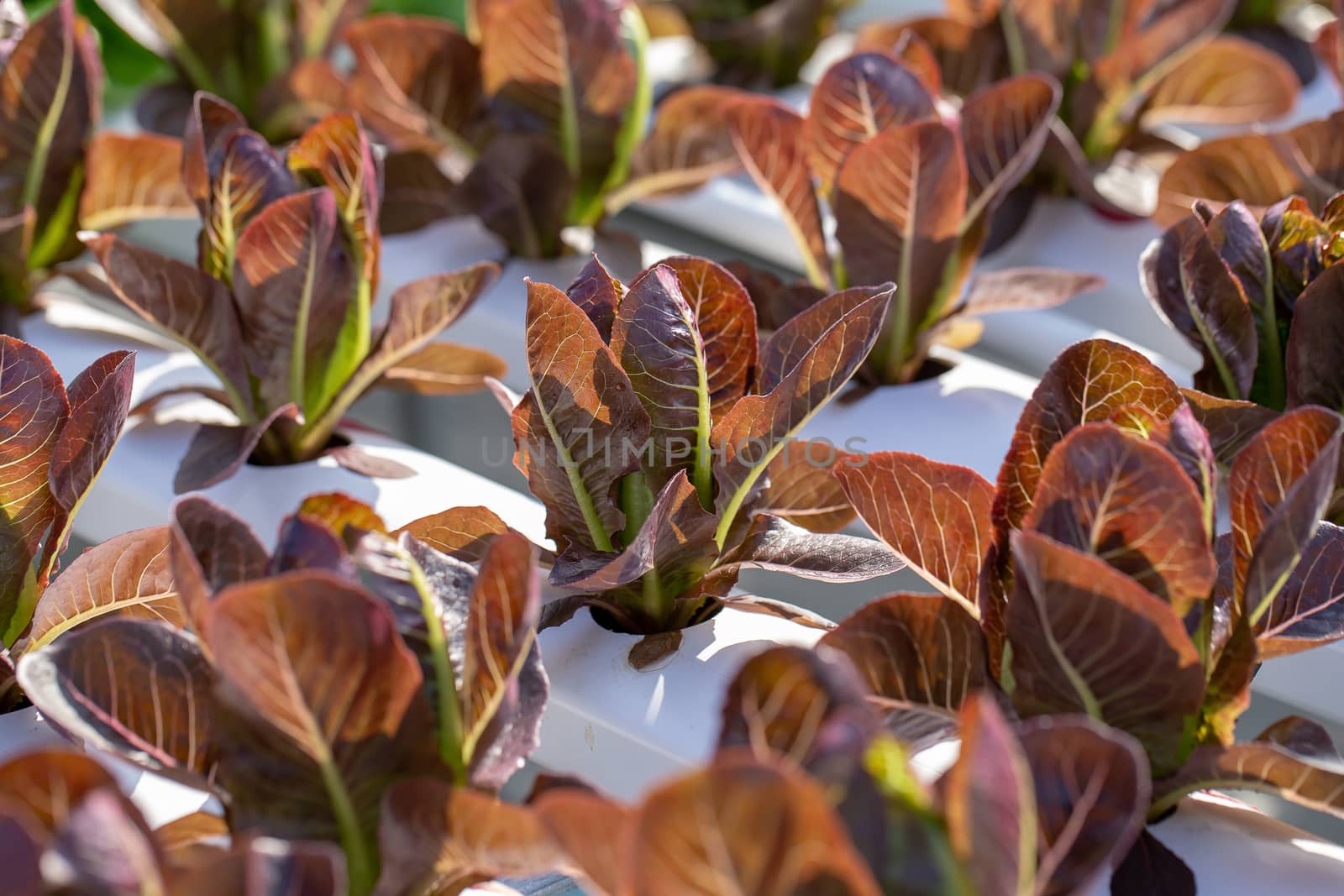 Red Cos lettuce leaves, Salads vegetable hydroponics farm by kaiskynet