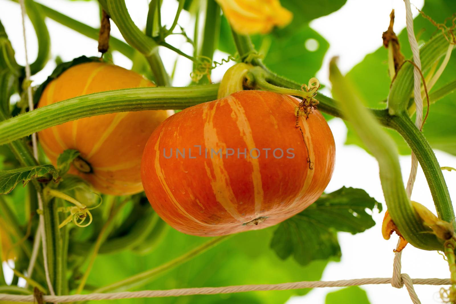 pumpkins hanging from the bamboo fence  in the garden by kaiskynet