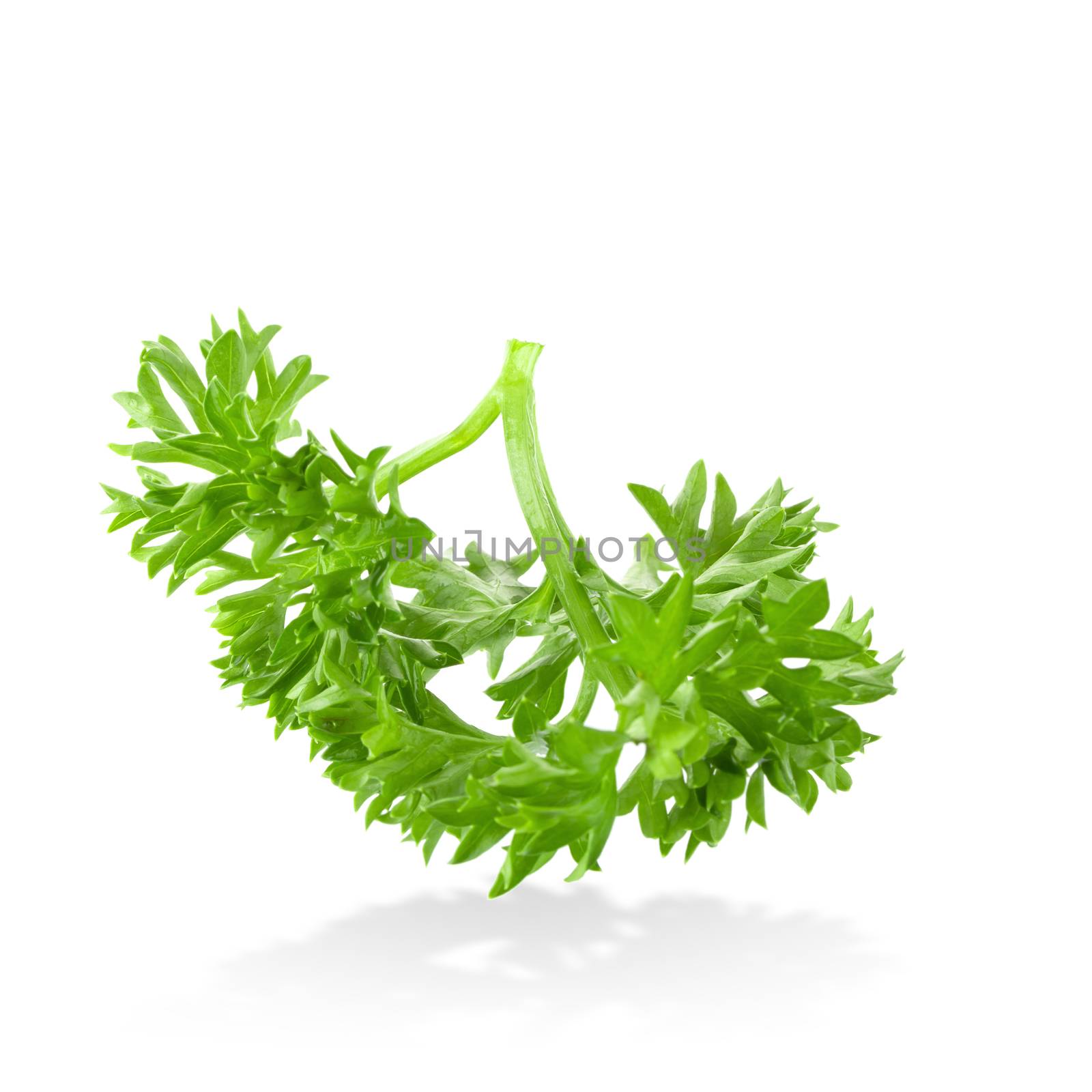 Fresh branch of green parsley natural food isolated on white background.