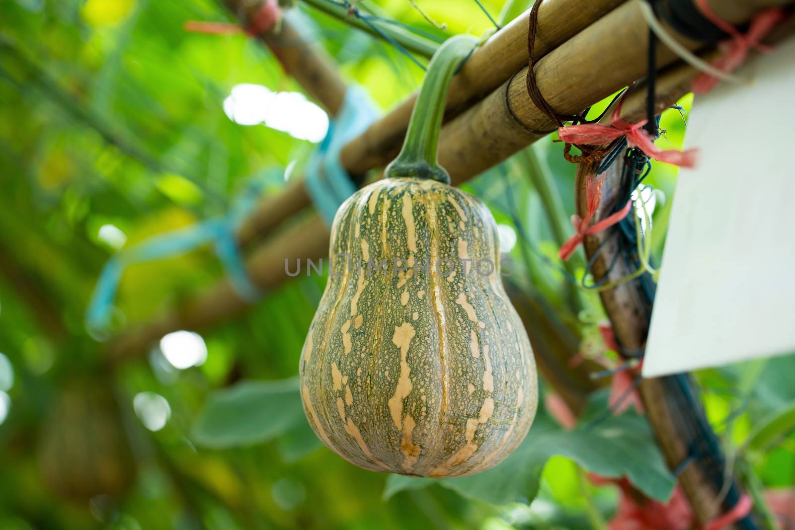 pumpkins hanging from the bamboo fence  in the garden by kaiskynet