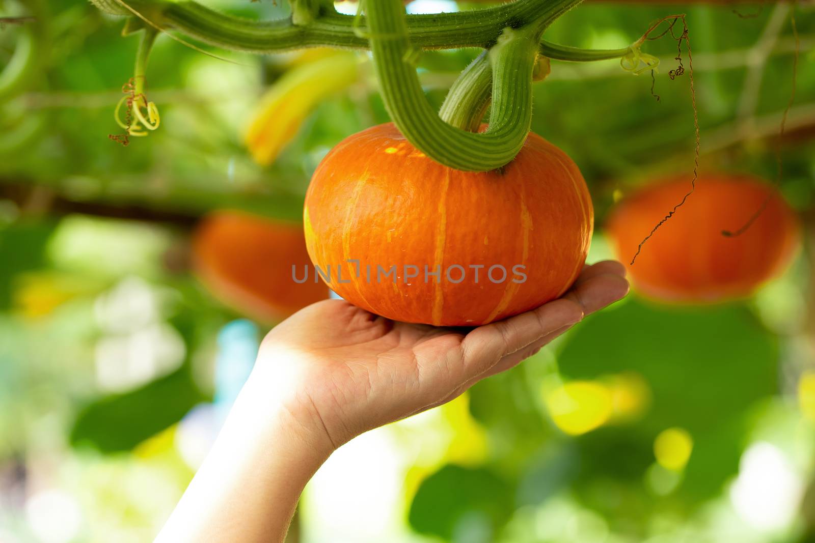 pumpkins hanging from the bamboo fence  in the garden by kaiskynet