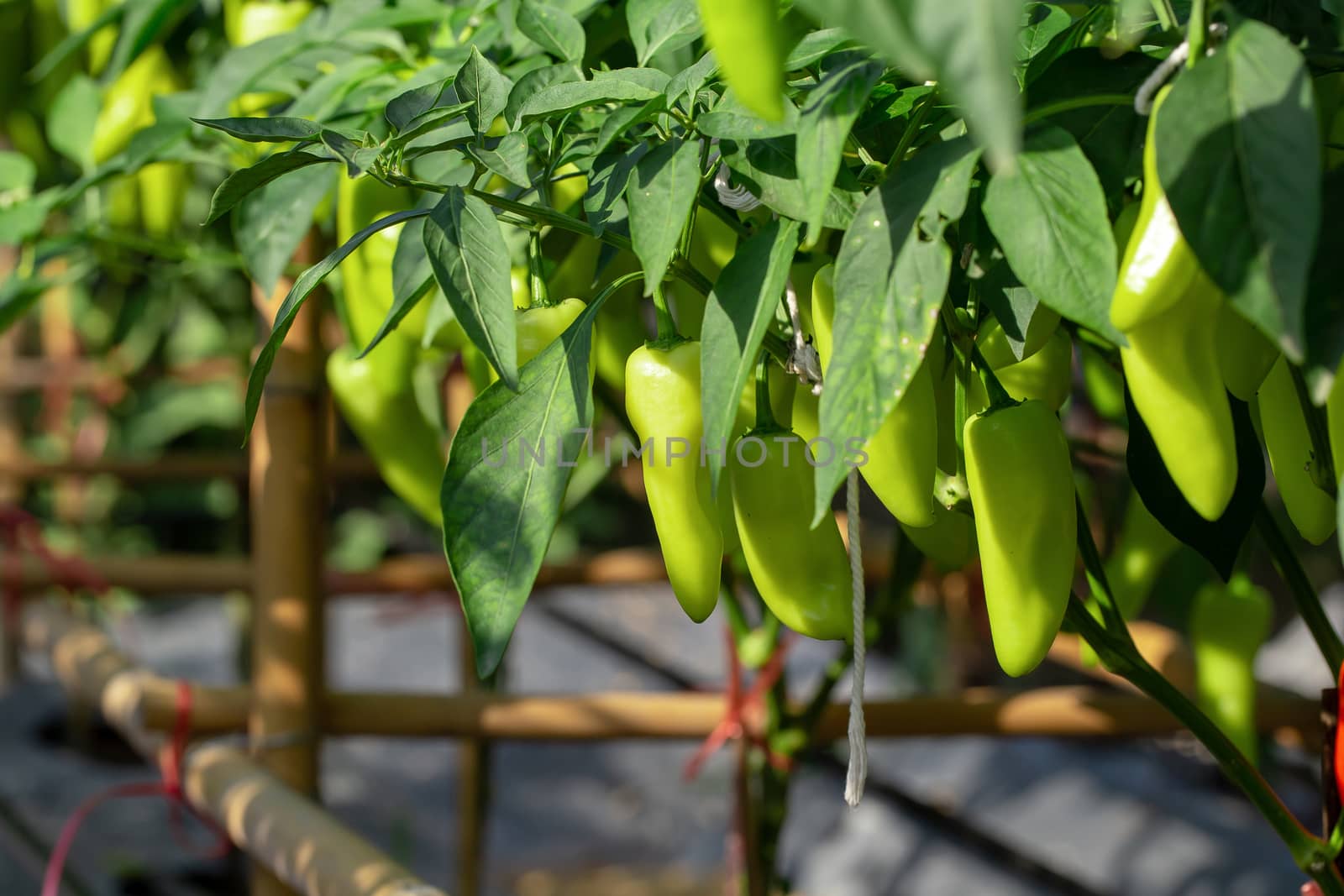 Ripe Green chilli on a tree, Green chilies grows in the garden by kaiskynet