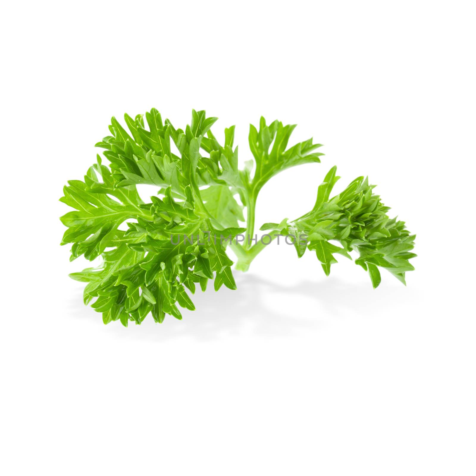 Fresh branch of green parsley natural food isolated on white background.