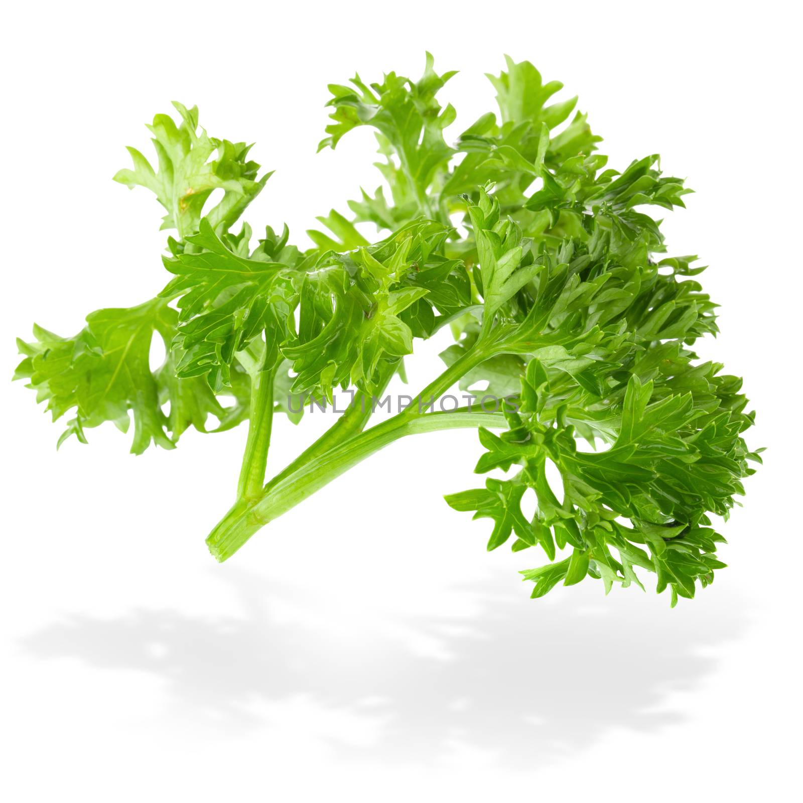 Fresh branch of green parsley natural food isolated on white background.