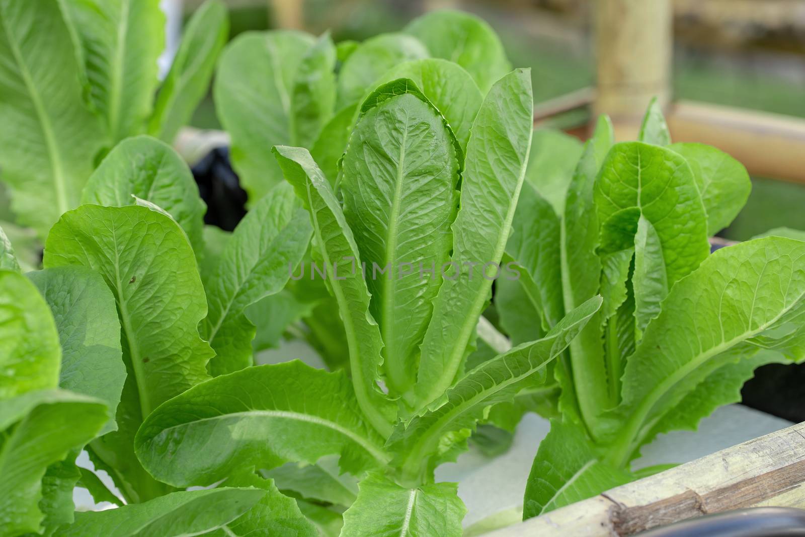 Green Cos lettuce leaves, Salads vegetable hydroponics farm.