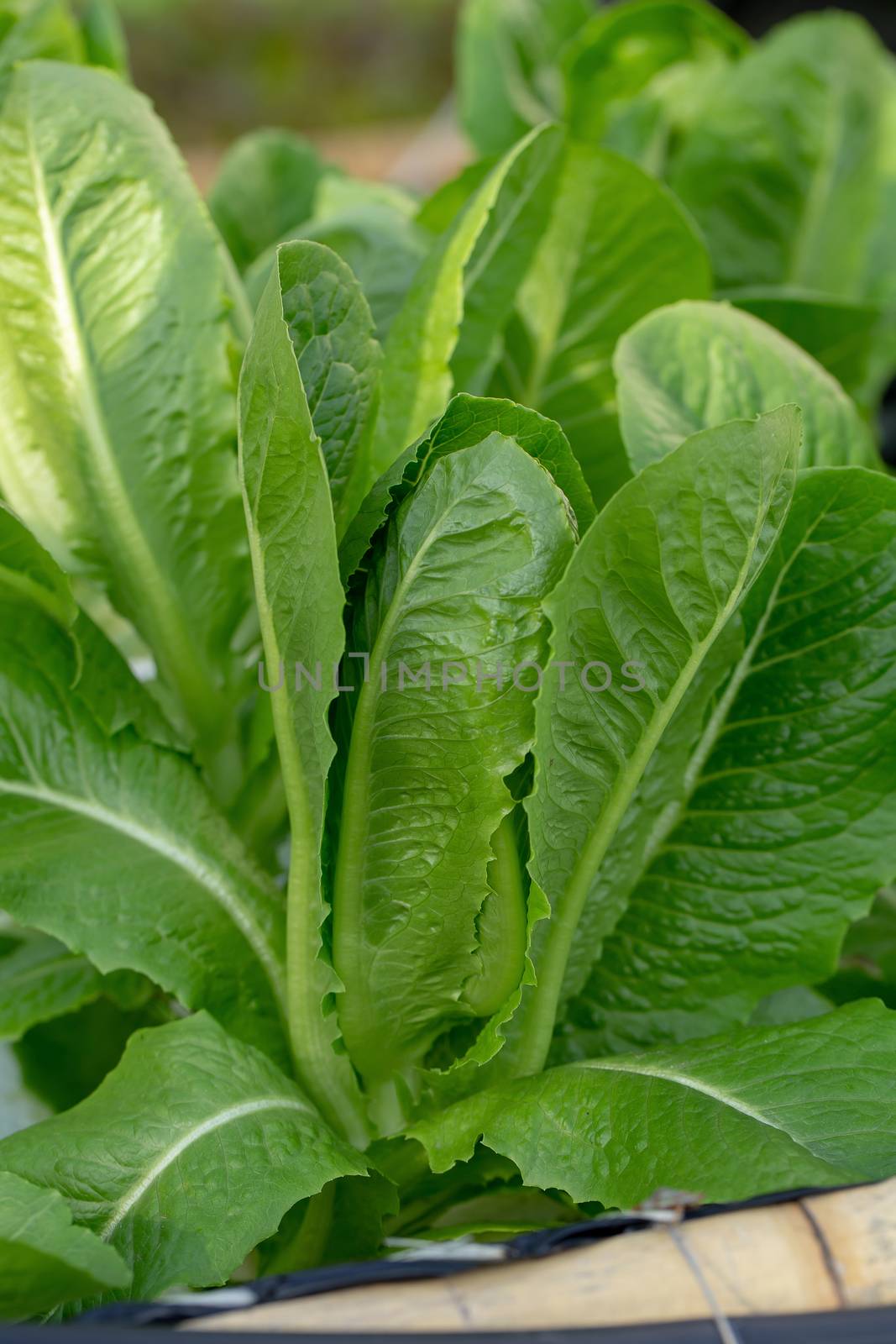 Green Cos lettuce leaves, Salads vegetable hydroponics farm.