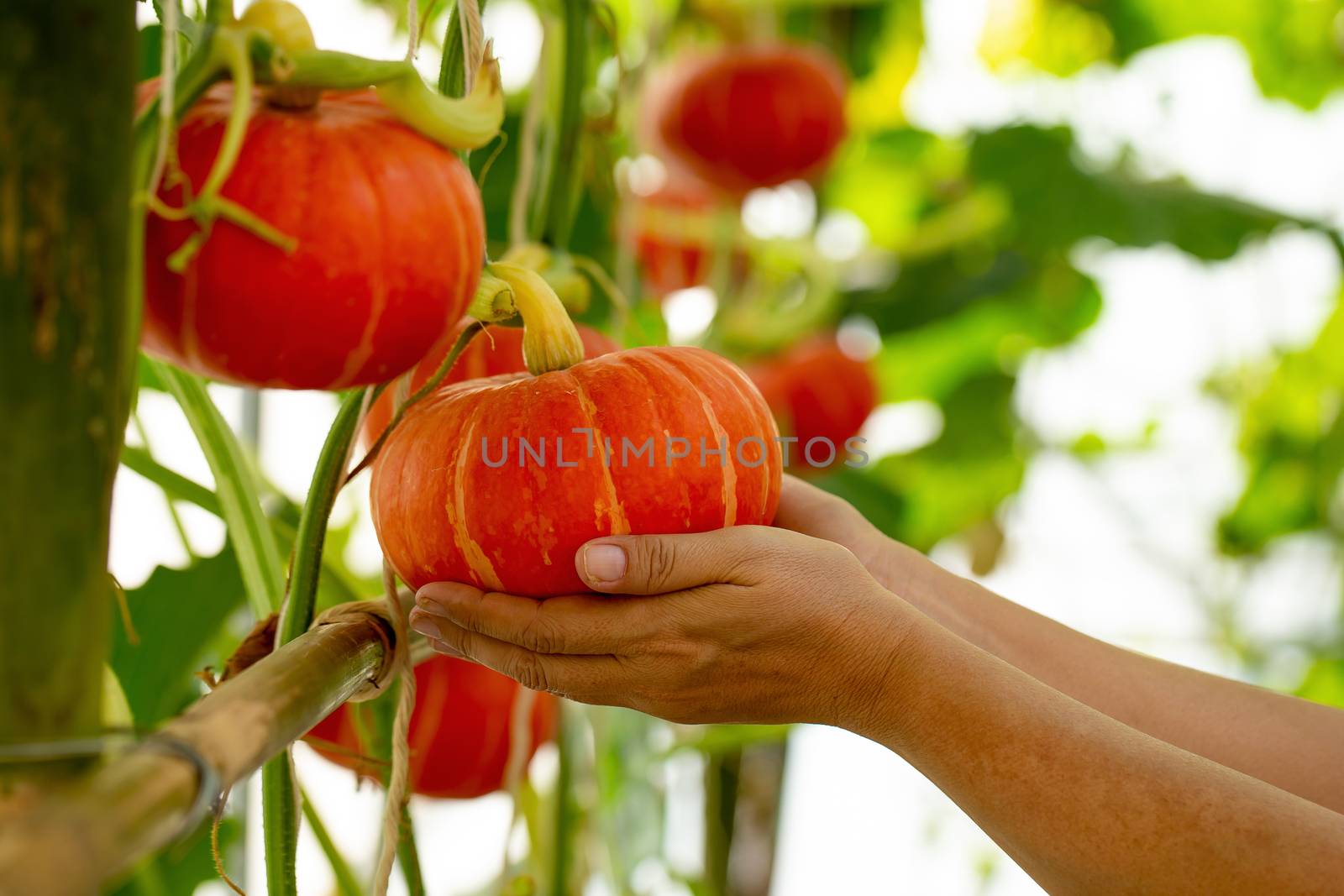 pumpkins hanging from the bamboo fence  in the garden by kaiskynet