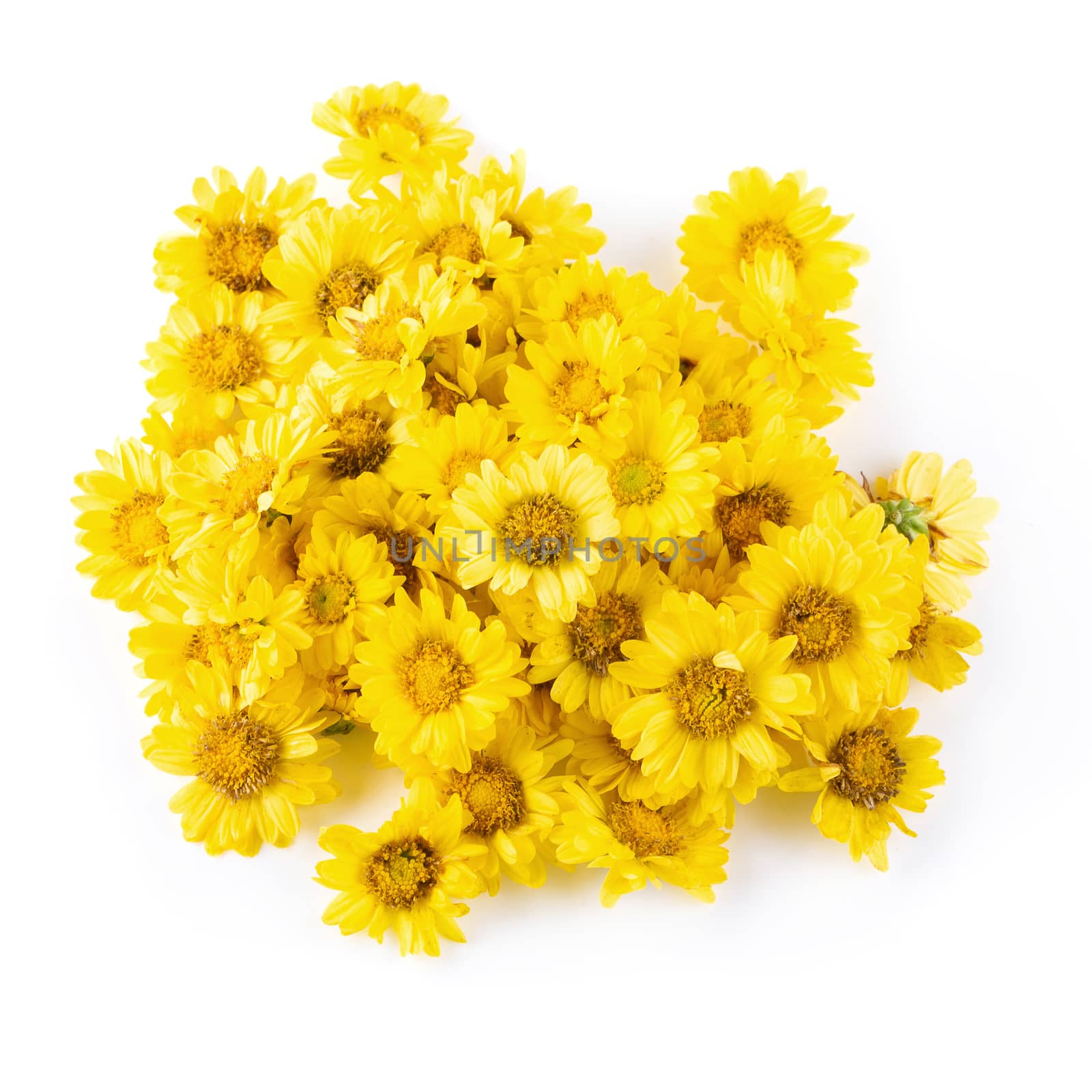 Yellow Chrysanthemum flowers isolated on white background.