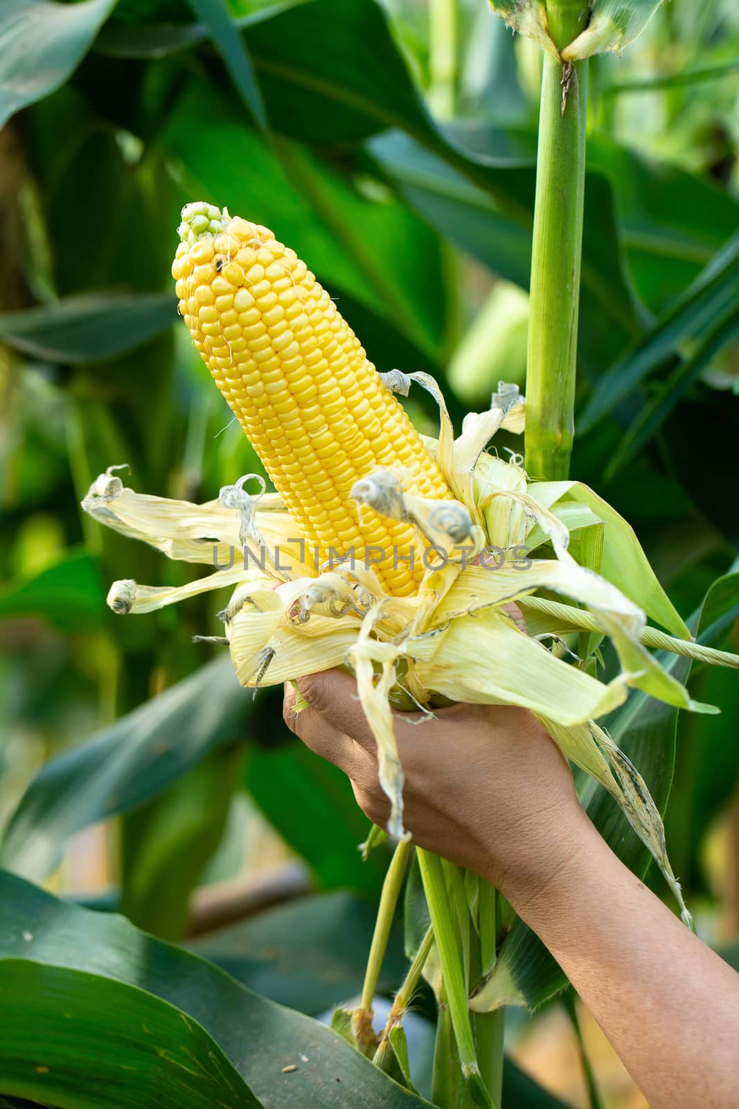 Yellow corn in green leaves on a farm field.