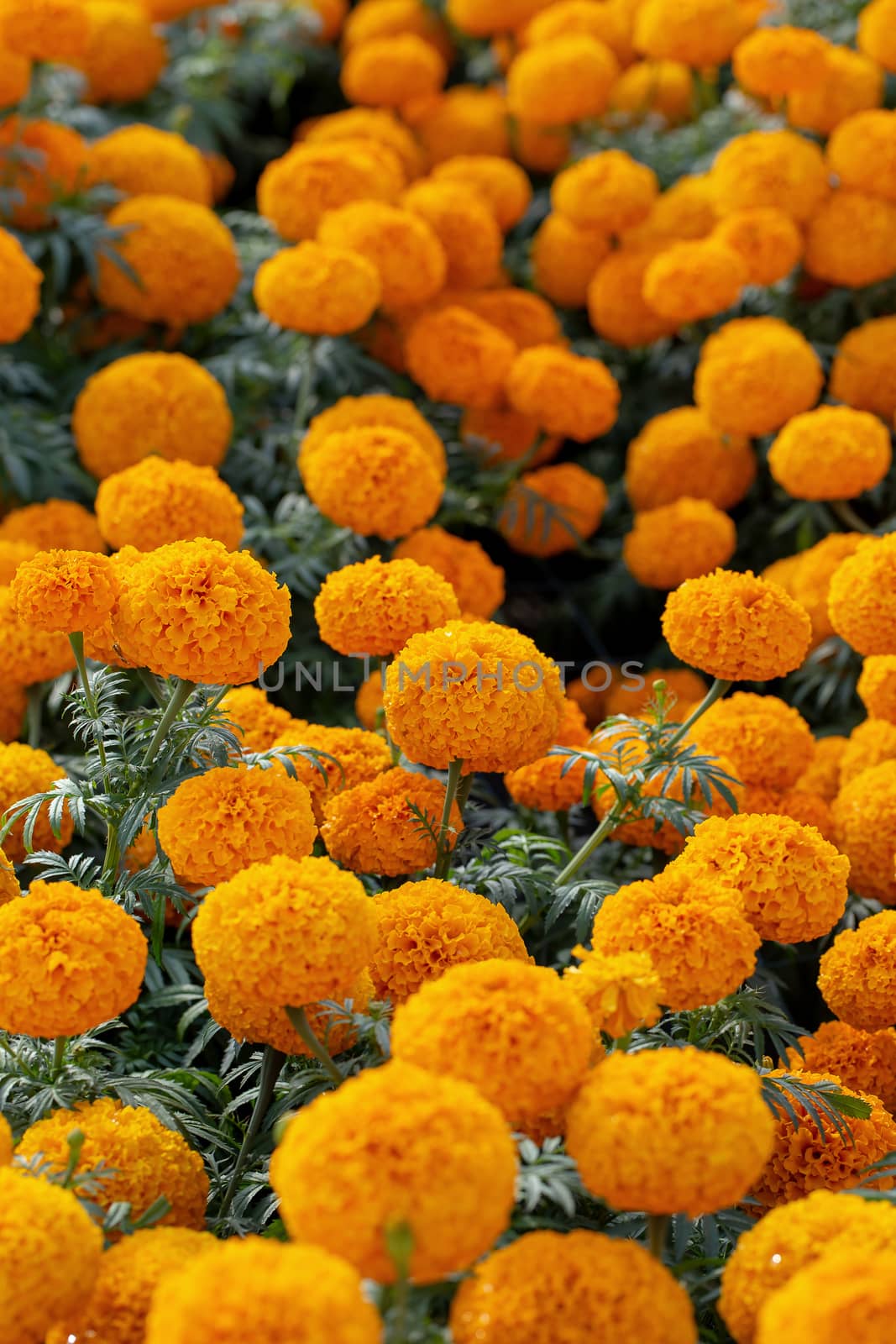 Beautiful yellow and orange flowers by kaiskynet