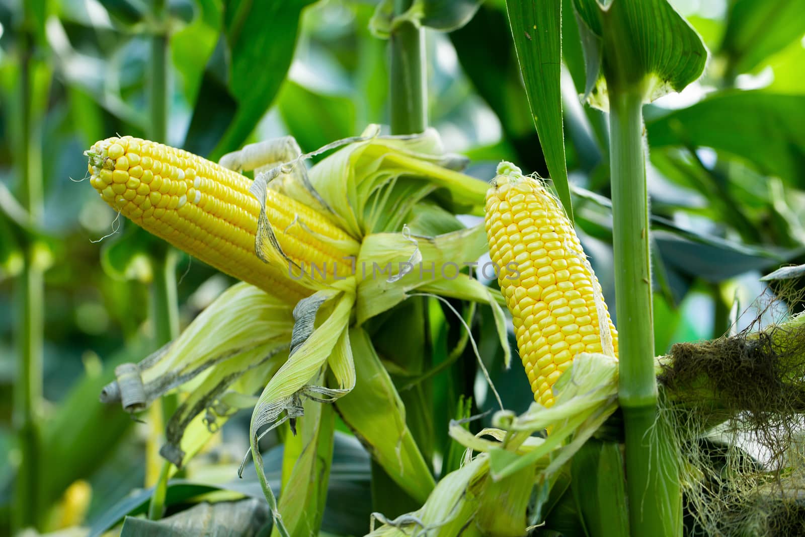 Yellow corn in green leaves on a farm field by kaiskynet