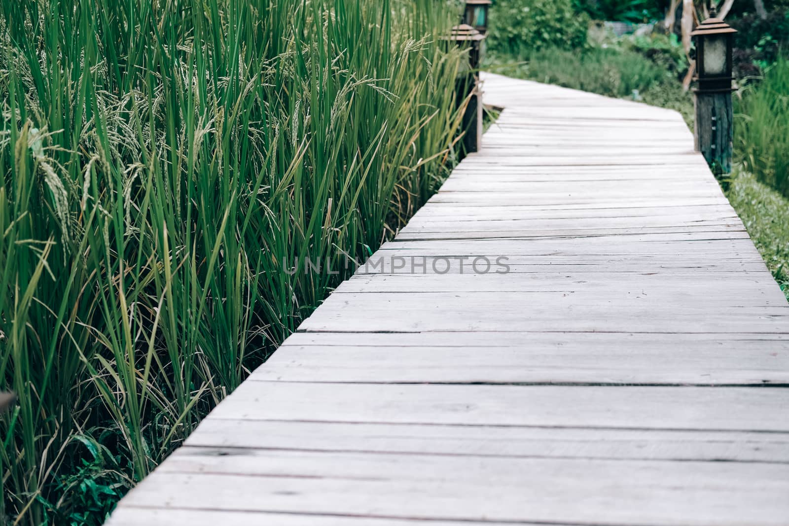 rice paddy field beside walkway pathway in farm