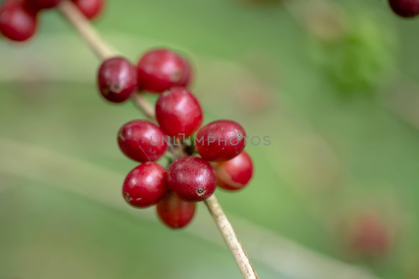 Fresh Arabica Coffee beans ripening on tree in North of thailand.