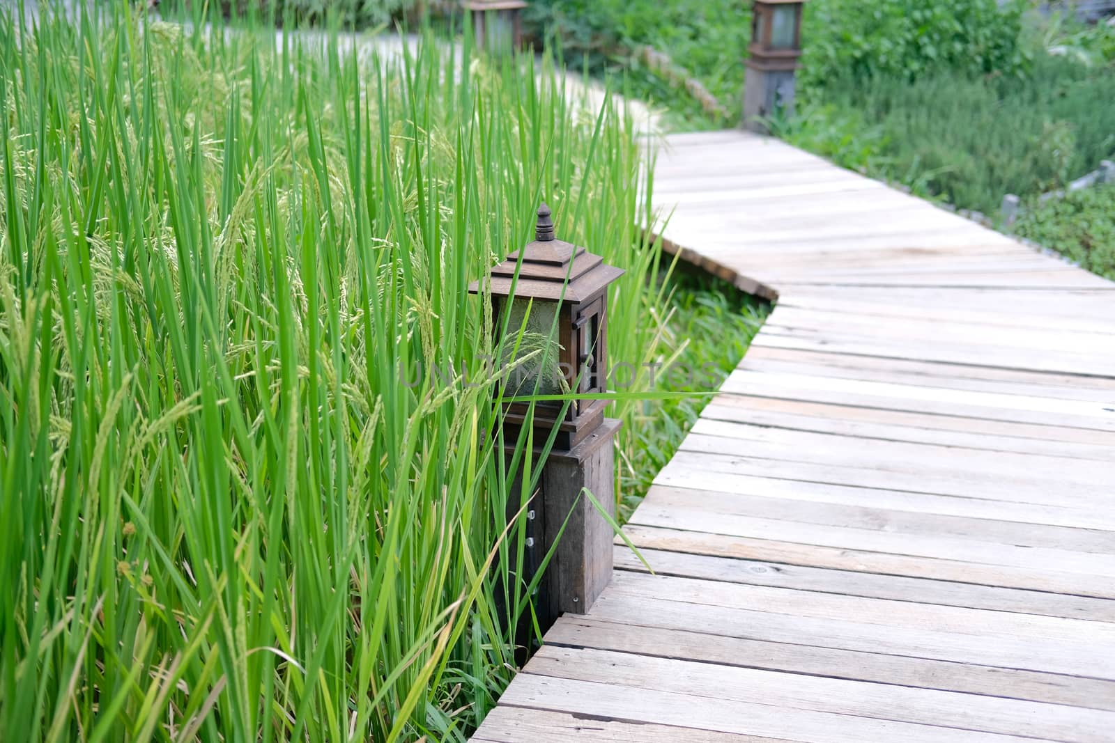 rice paddy field beside walkway pathway in farm