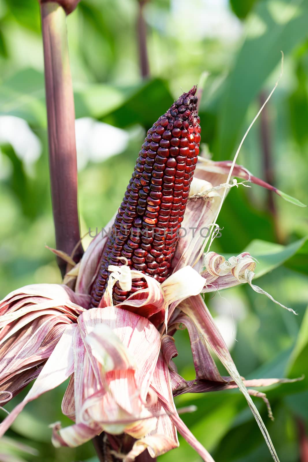 red sweet corns in green leaves on a farm field.