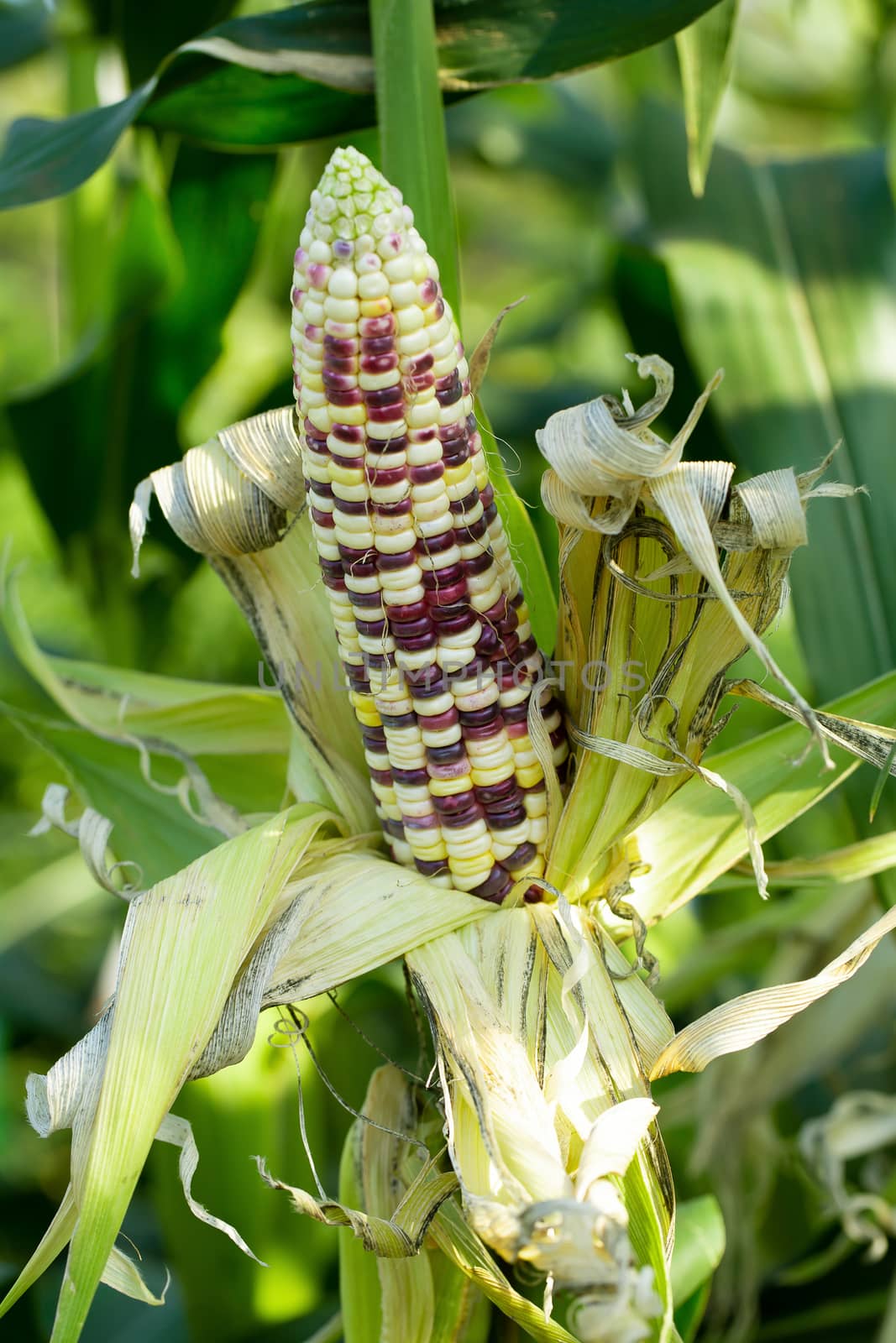 Yellow corn in green leaves on a farm field.