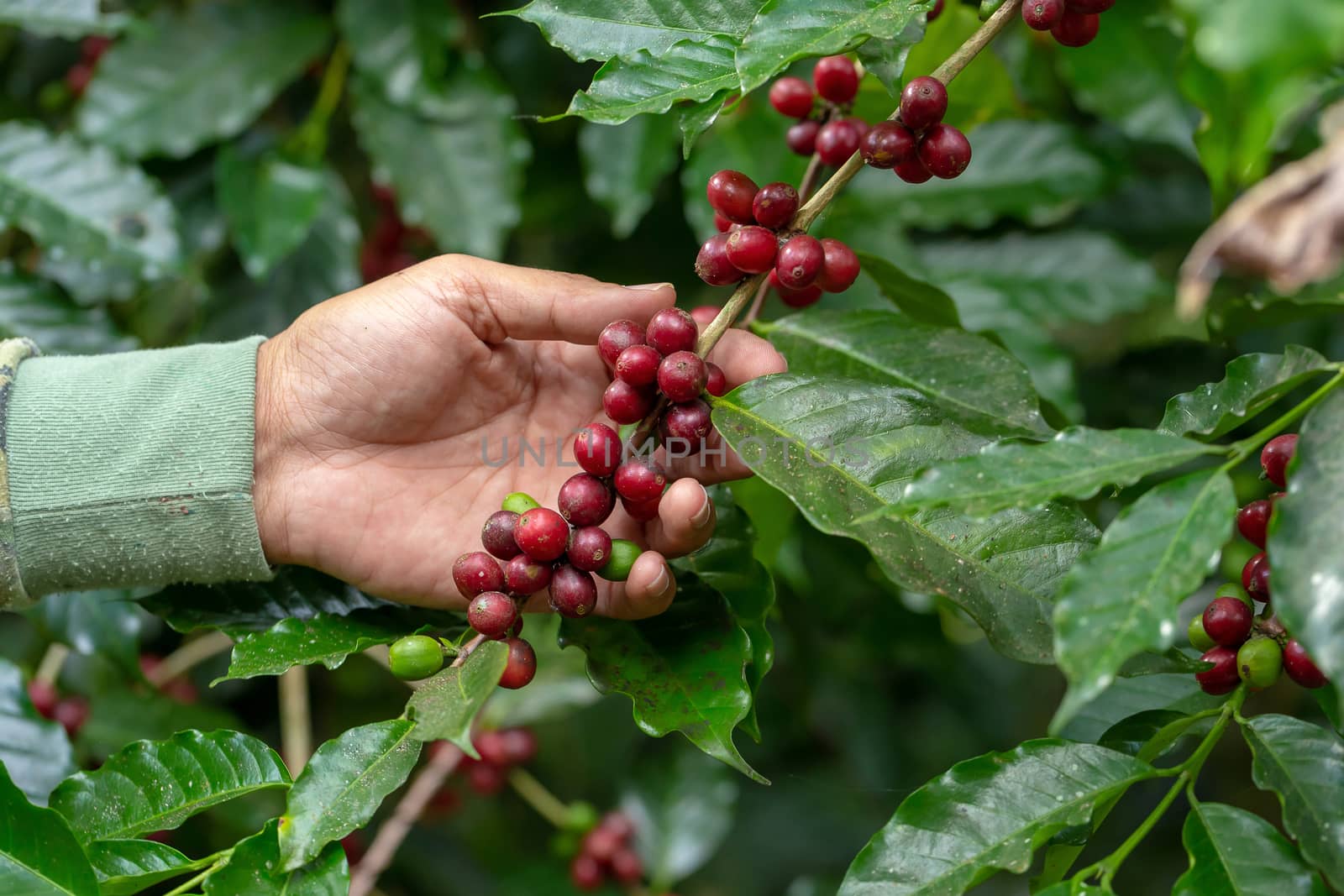 Fresh Arabica Coffee beans ripening on tree in North of thailand.