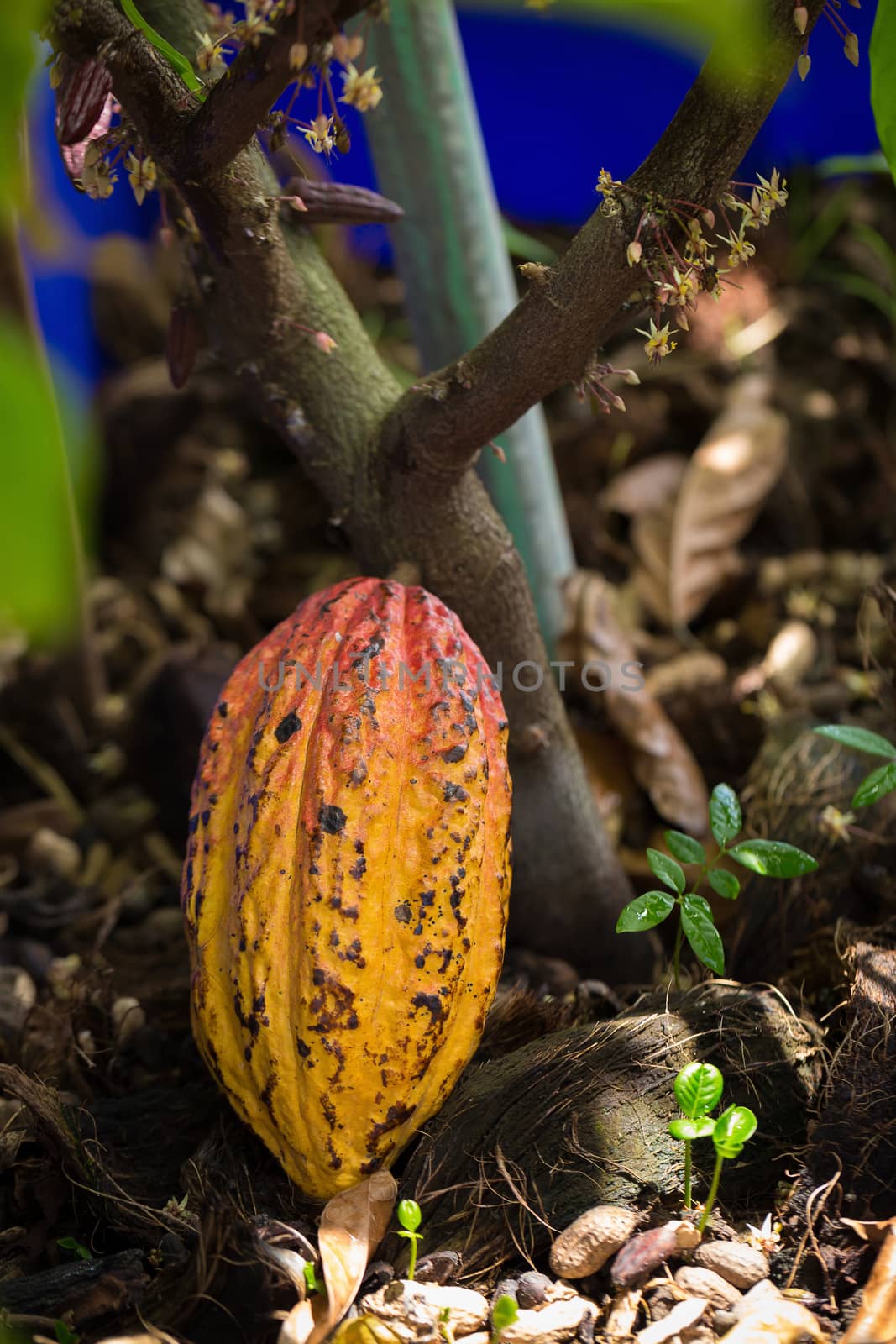 Cacao pods on tree, cacao farm tree.