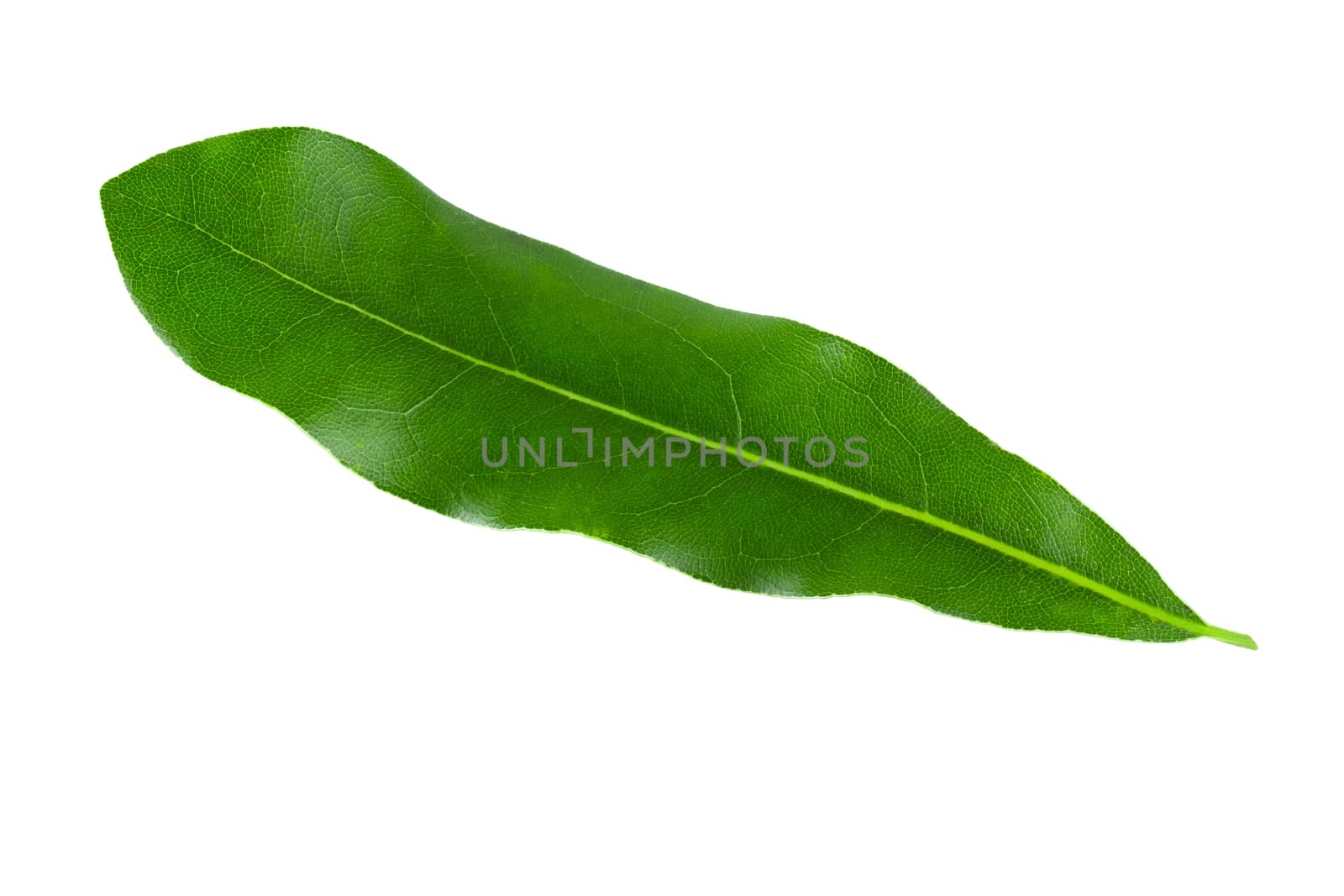 Green Macadamia leaves isolated on a white background.