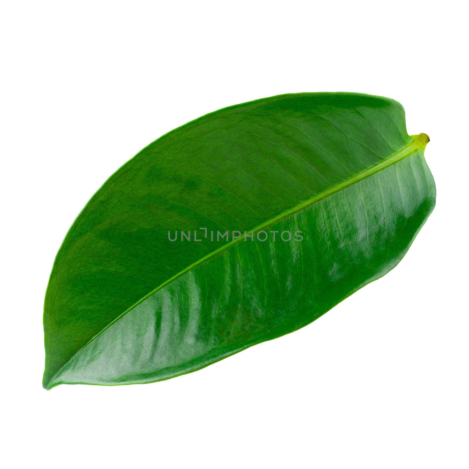 Mangosteen leaves isolated on a white background.