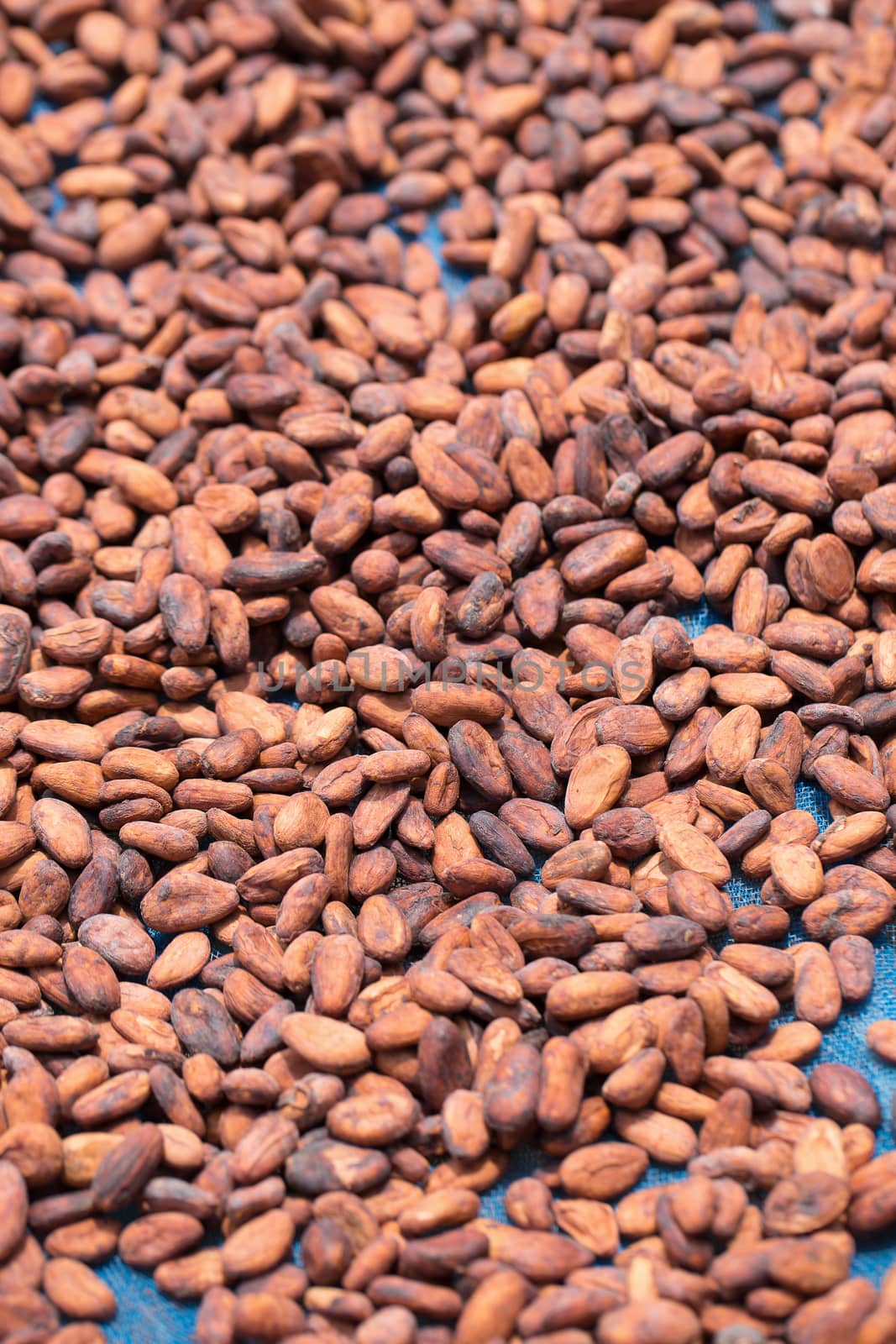 Cacao beans drying in the sun on a bamboo mat by kaiskynet