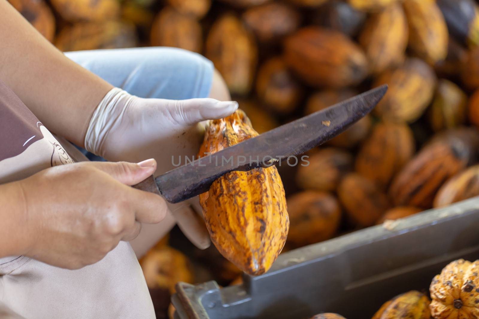 man holding a ripe cocoa fruit with beans inside and Bring seeds out of the sheath