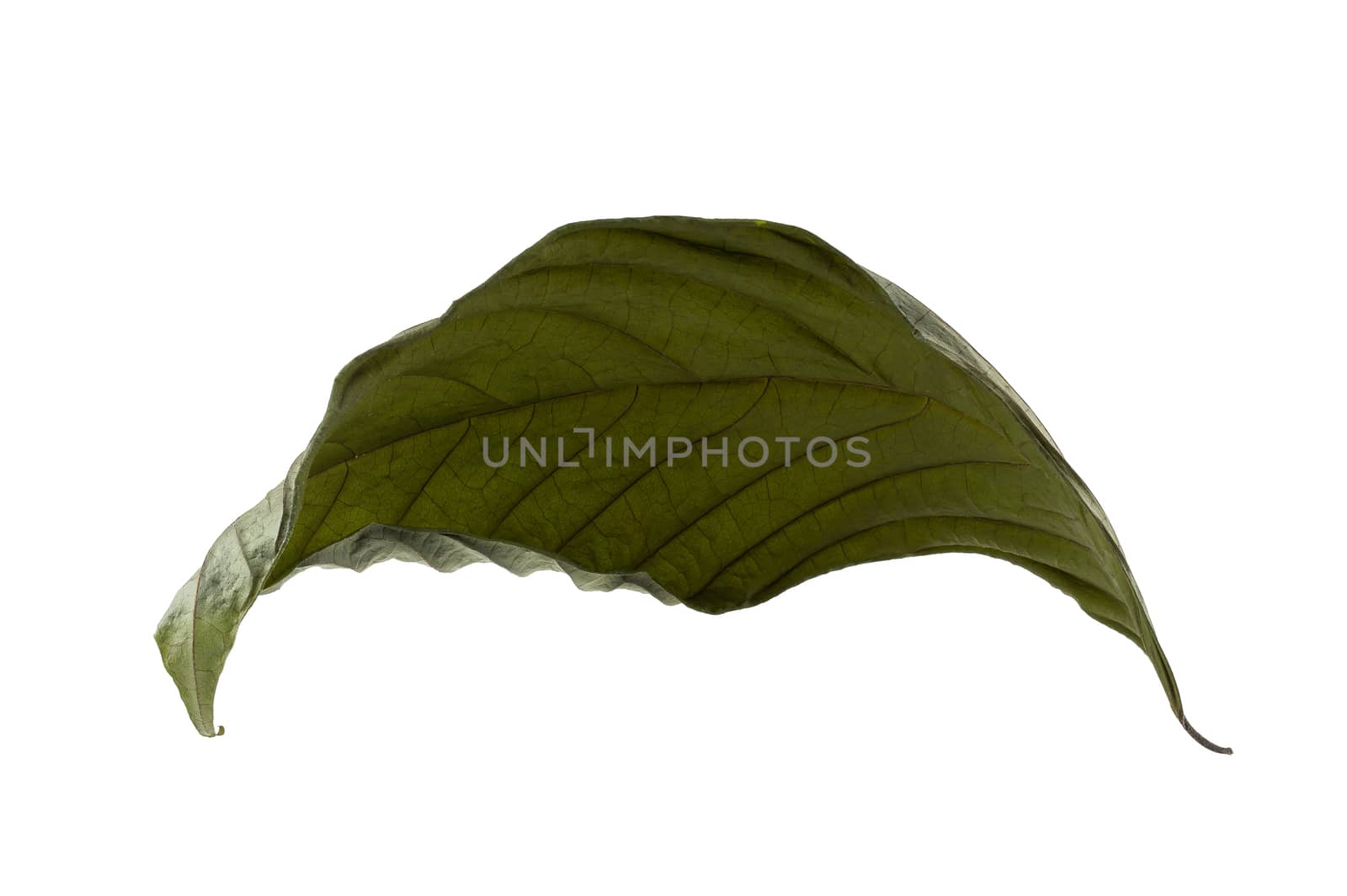 Dry leaf isolated on a white background.