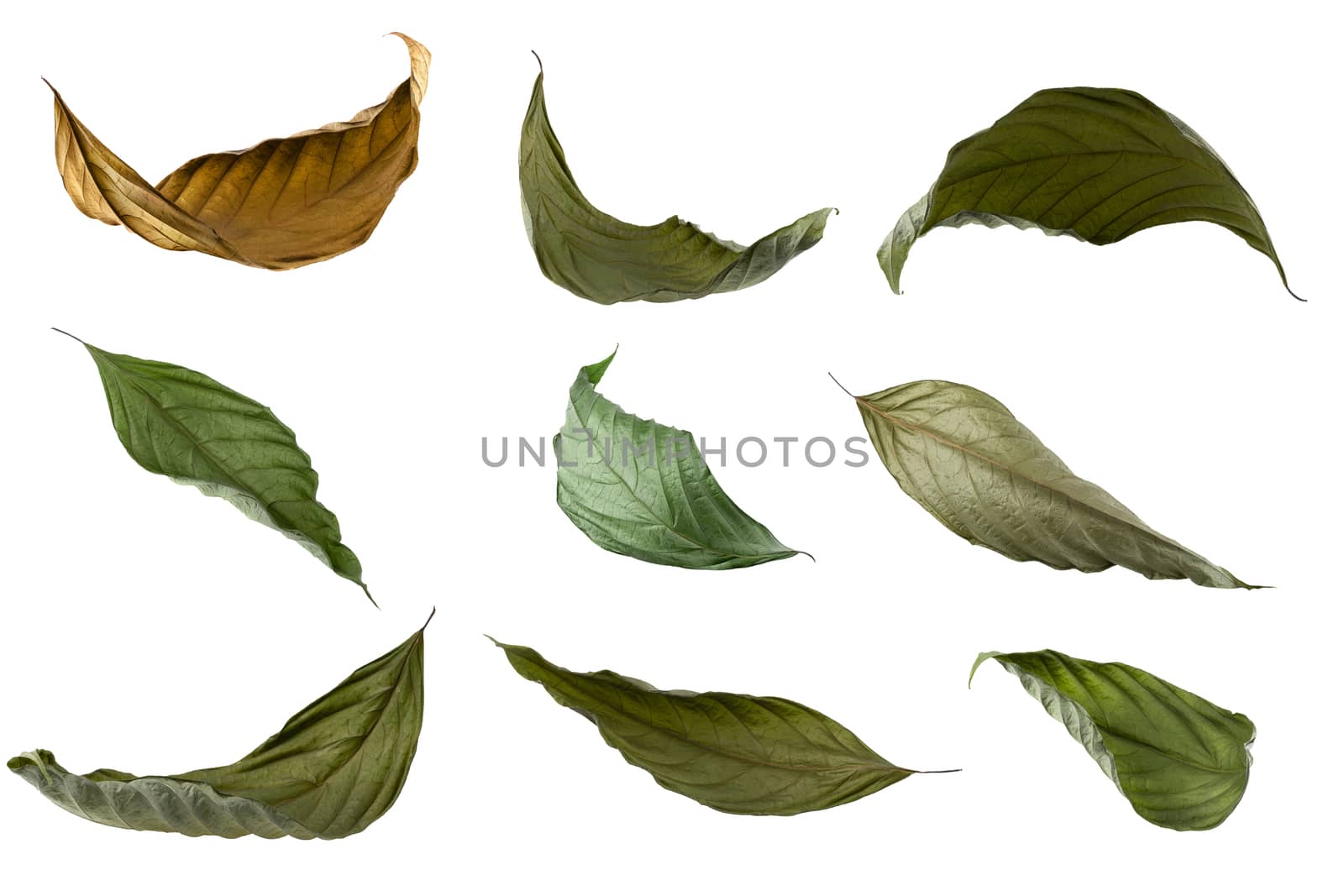 Dry leaf isolated on a white background.