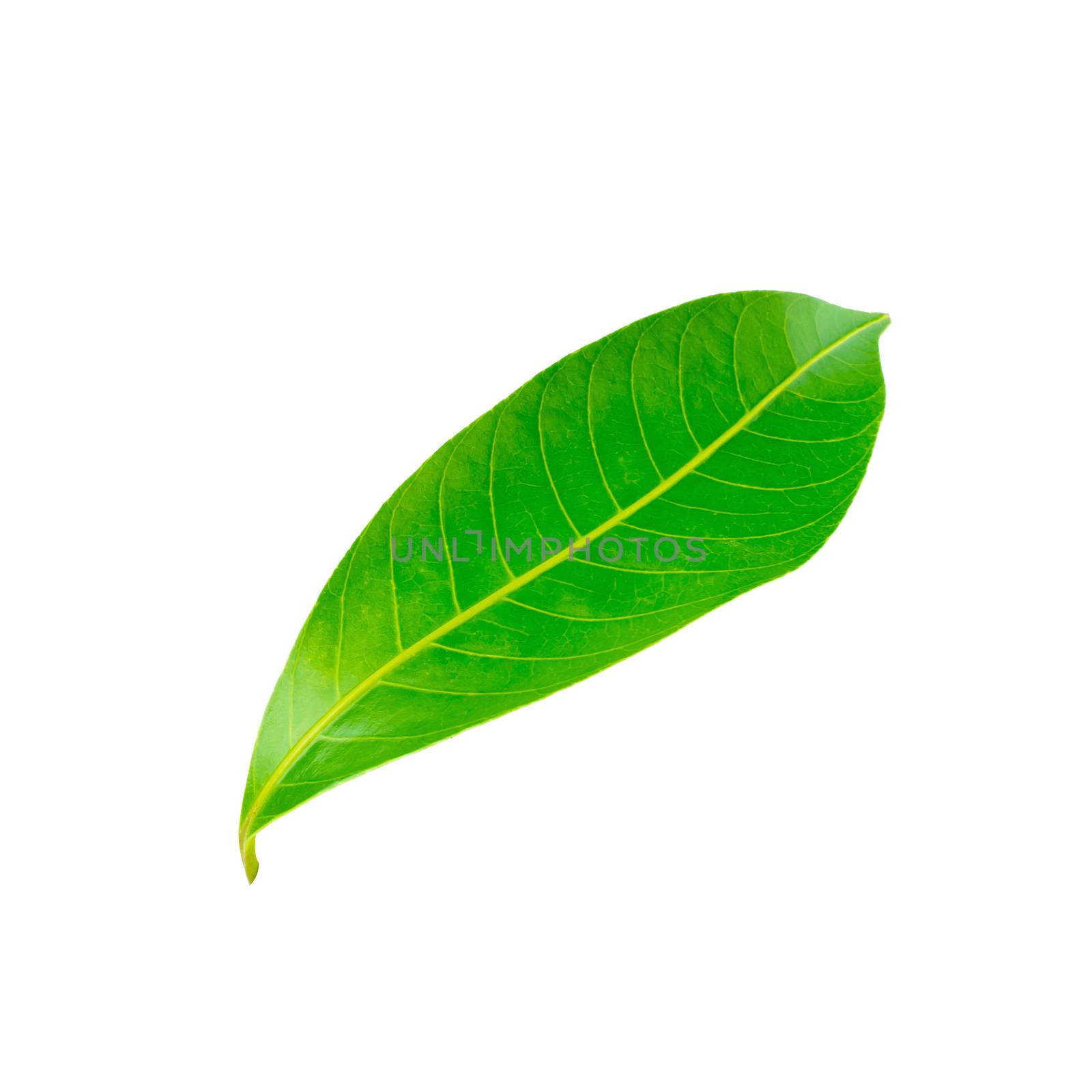 Green leaves isolated on a white background.