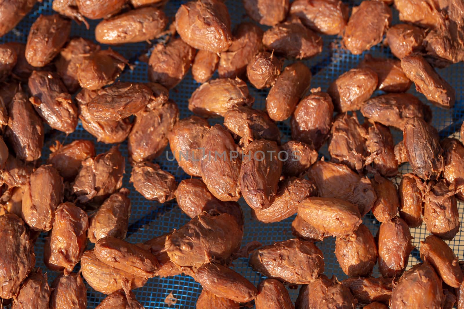 Drying raw Cocoa beans in the agricultural industry.