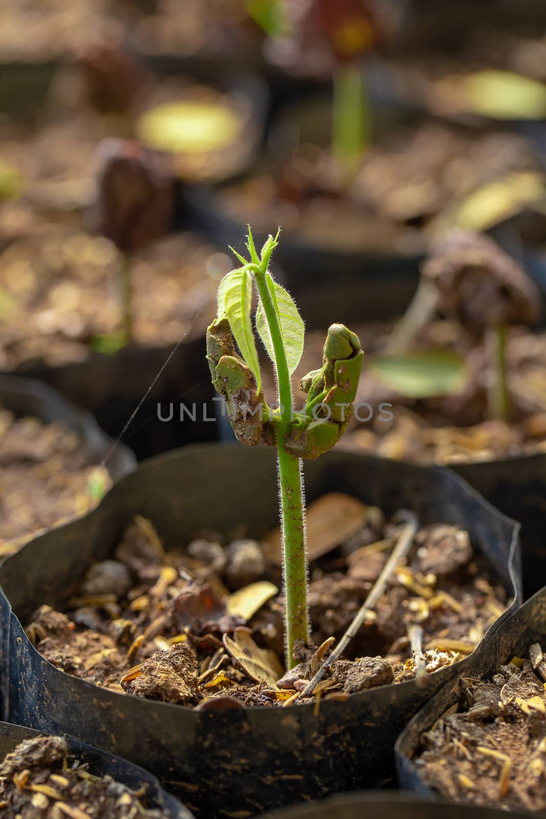 Cocoa trees is growing new on the farm.