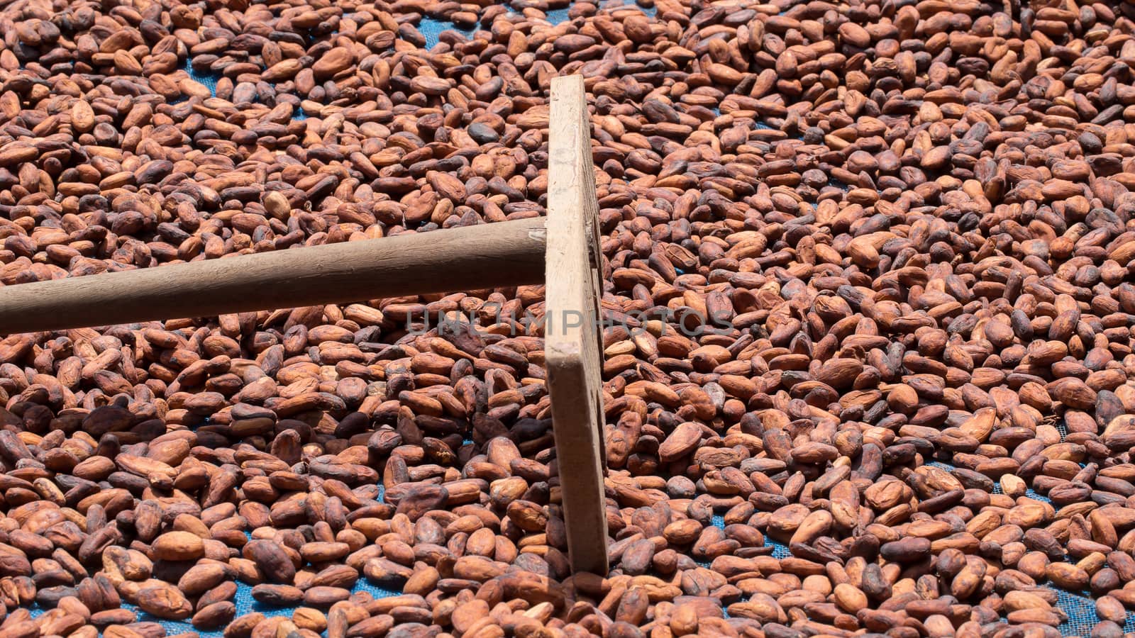 Cacao beans drying in the sun on a bamboo mat.