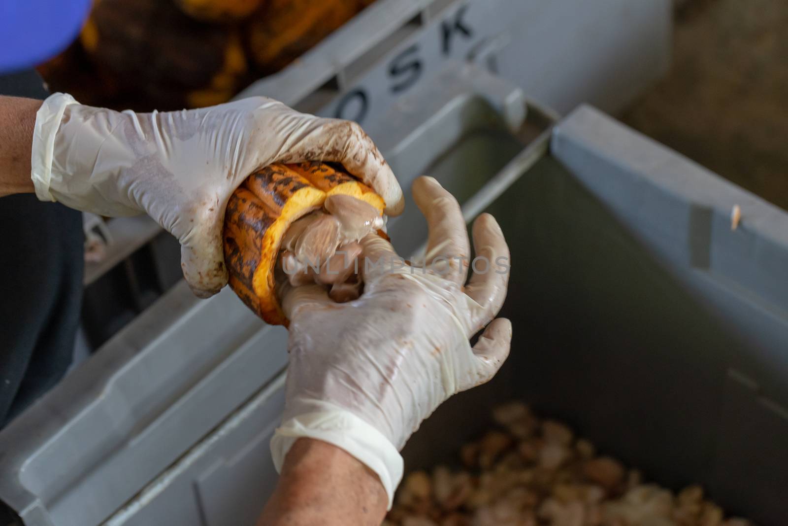 man holding a ripe cocoa fruit with beans inside and Bring seeds out of the sheath