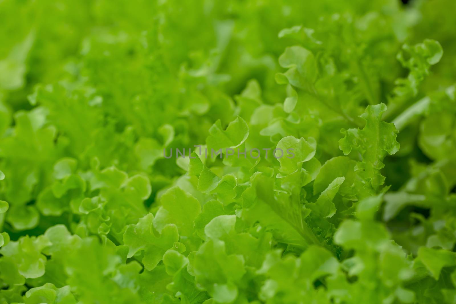 Fresh Green Oak lettuce leaves, Salads vegetable hydroponics farm.