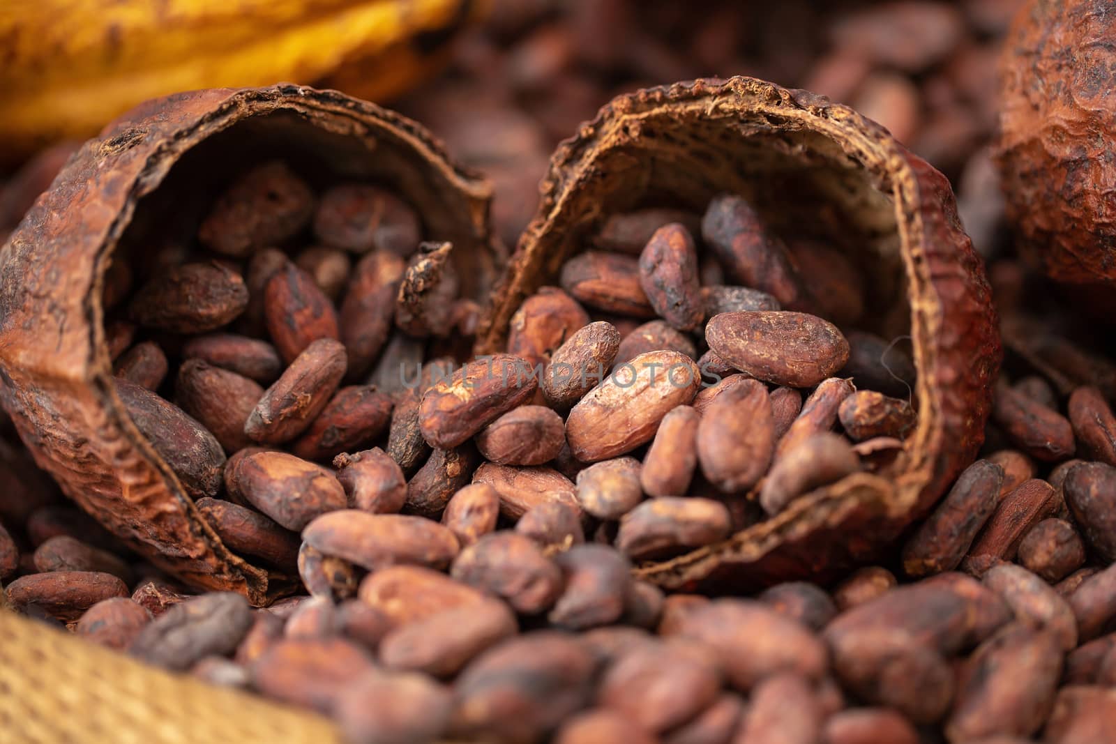 cocoa beans and cocoa pod pouring out into a burlap sack by kaiskynet