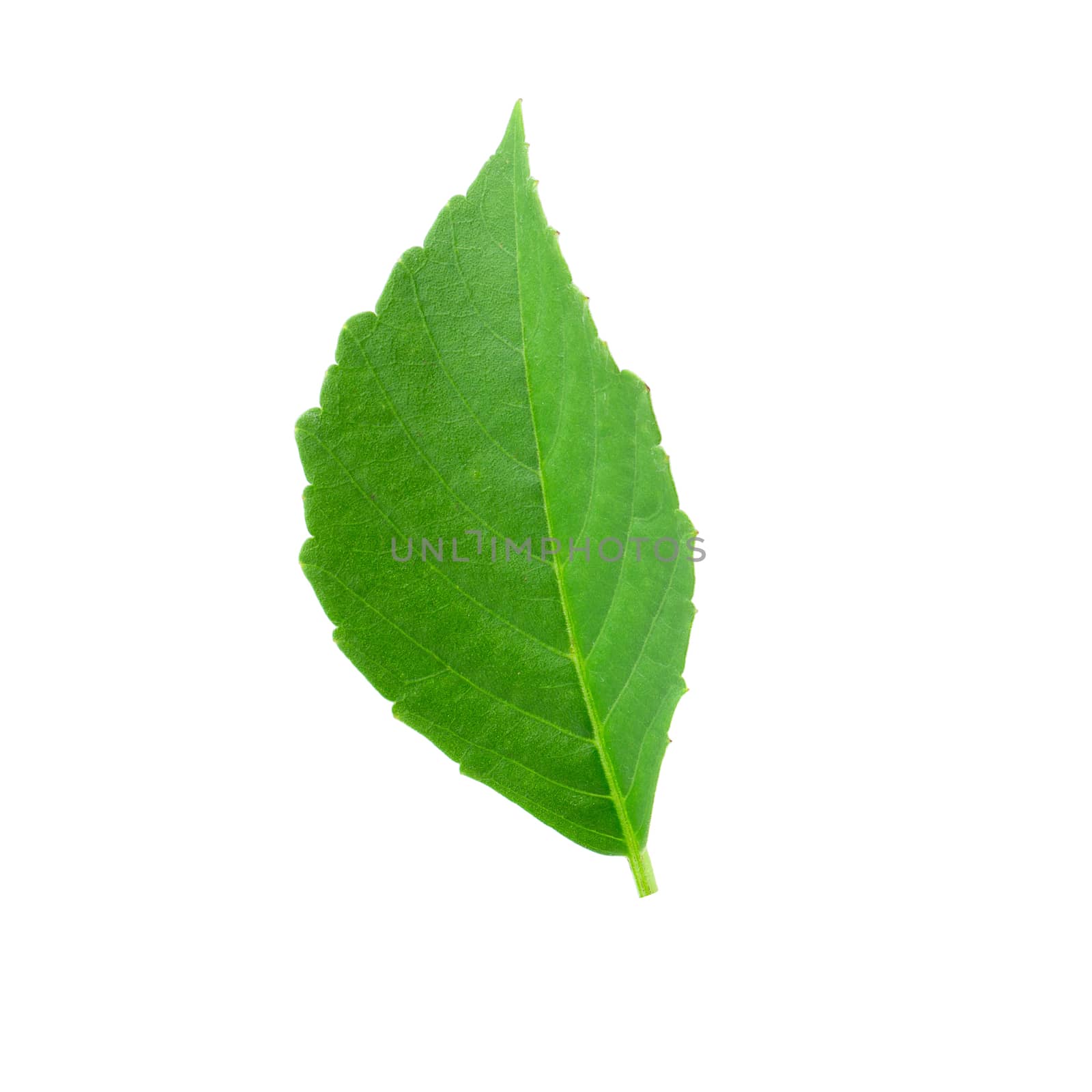 Green leaves isolated on a white background.