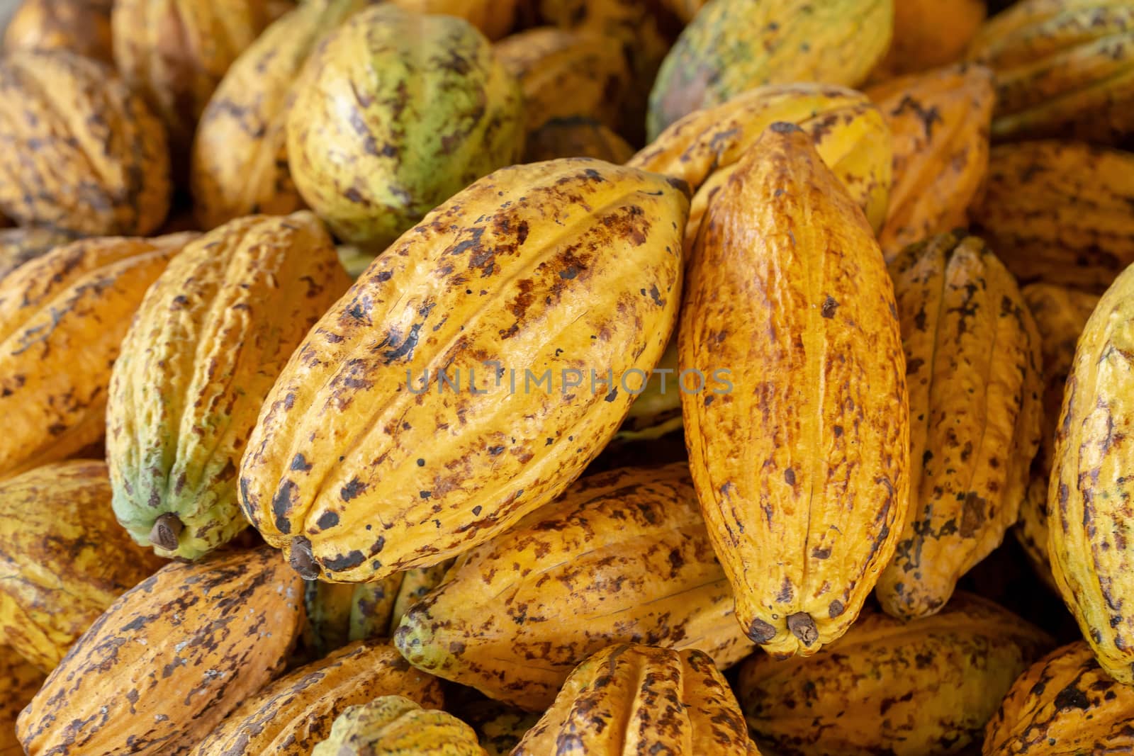 Cacao fruit, raw cacao beans and Cocoa pod background.