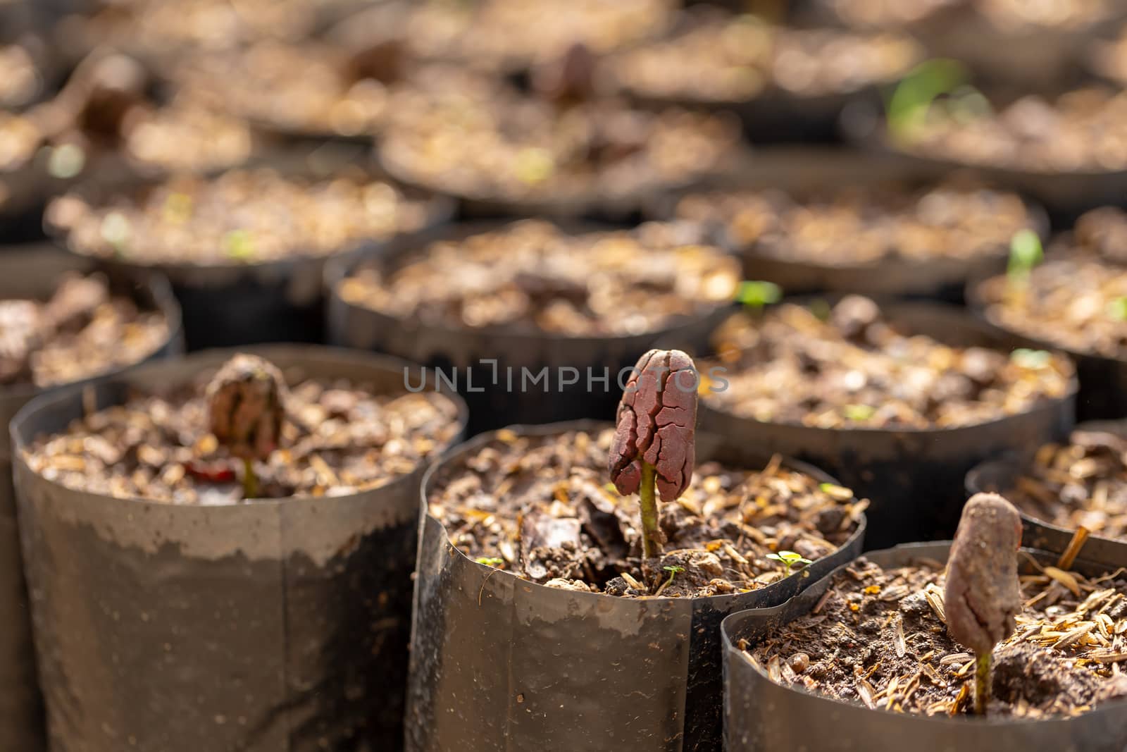 Cocoa trees is growing new on the farm.