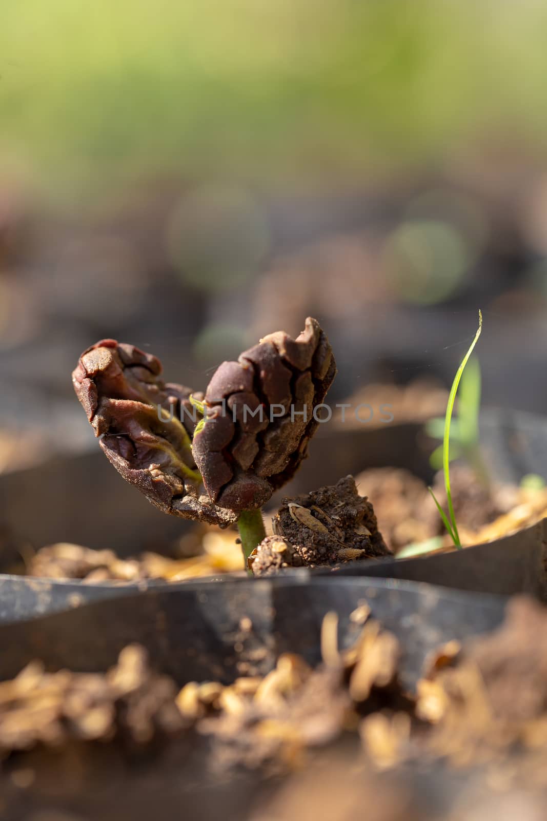 Cocoa trees is growing new on the farm.