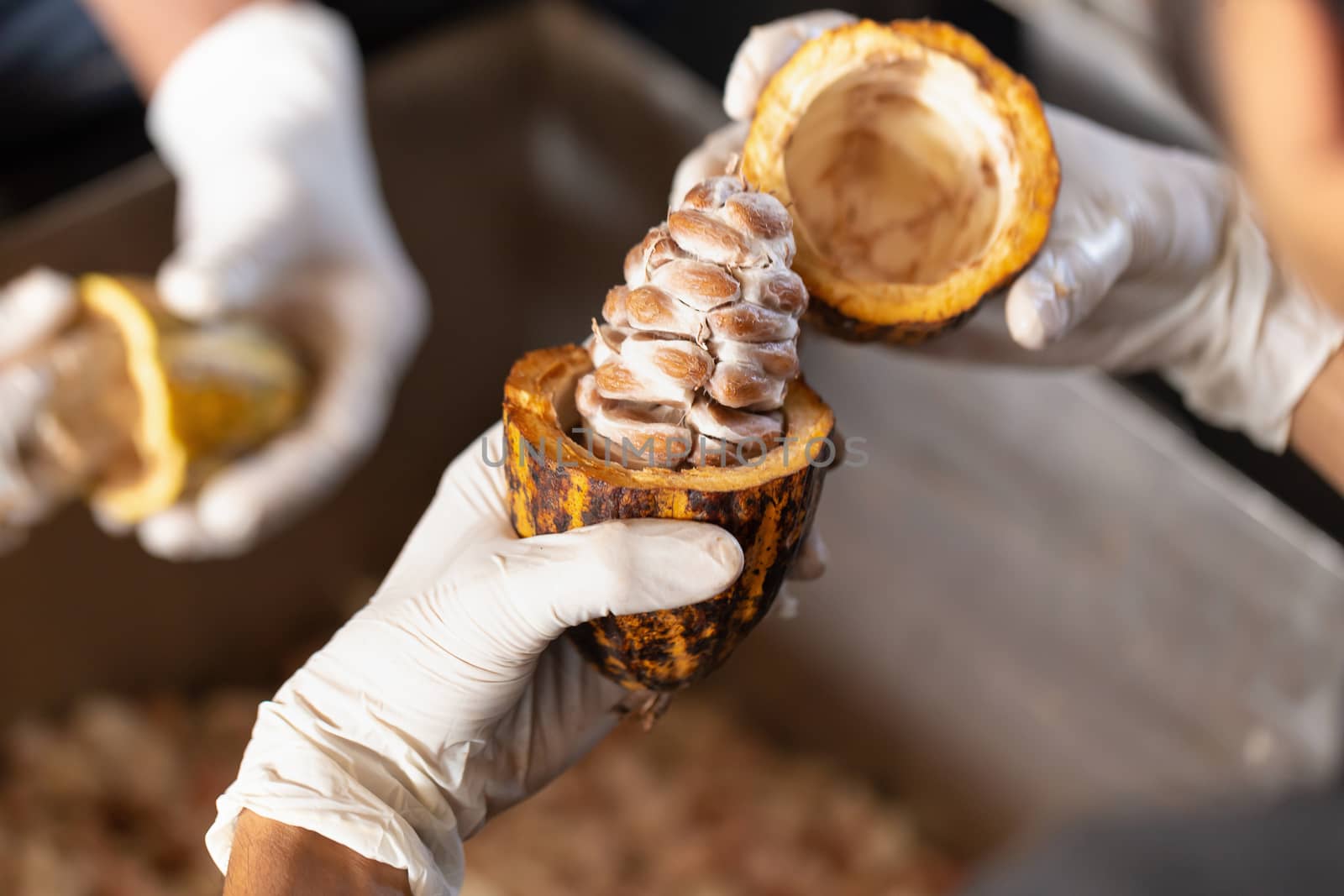 man holding a ripe cocoa fruit with beans inside and Bring seeds out of the sheath.