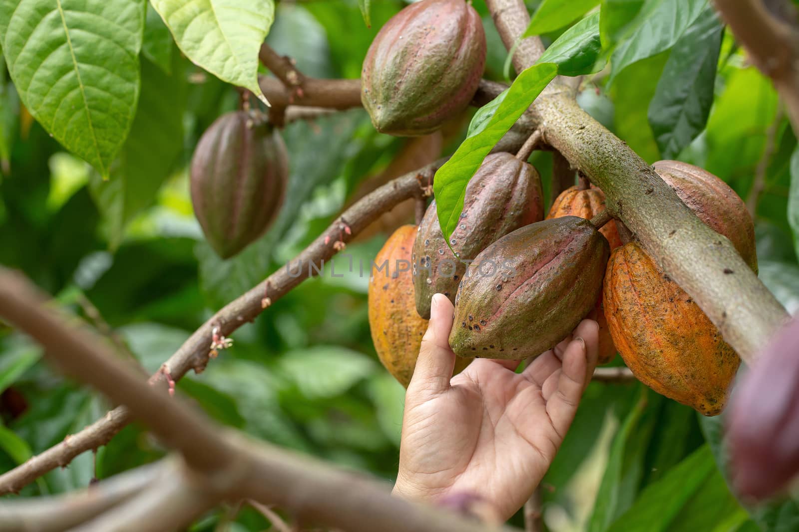 Cacao fruit, Fresh cocoa pod in hands, Cocoa pod on tree.