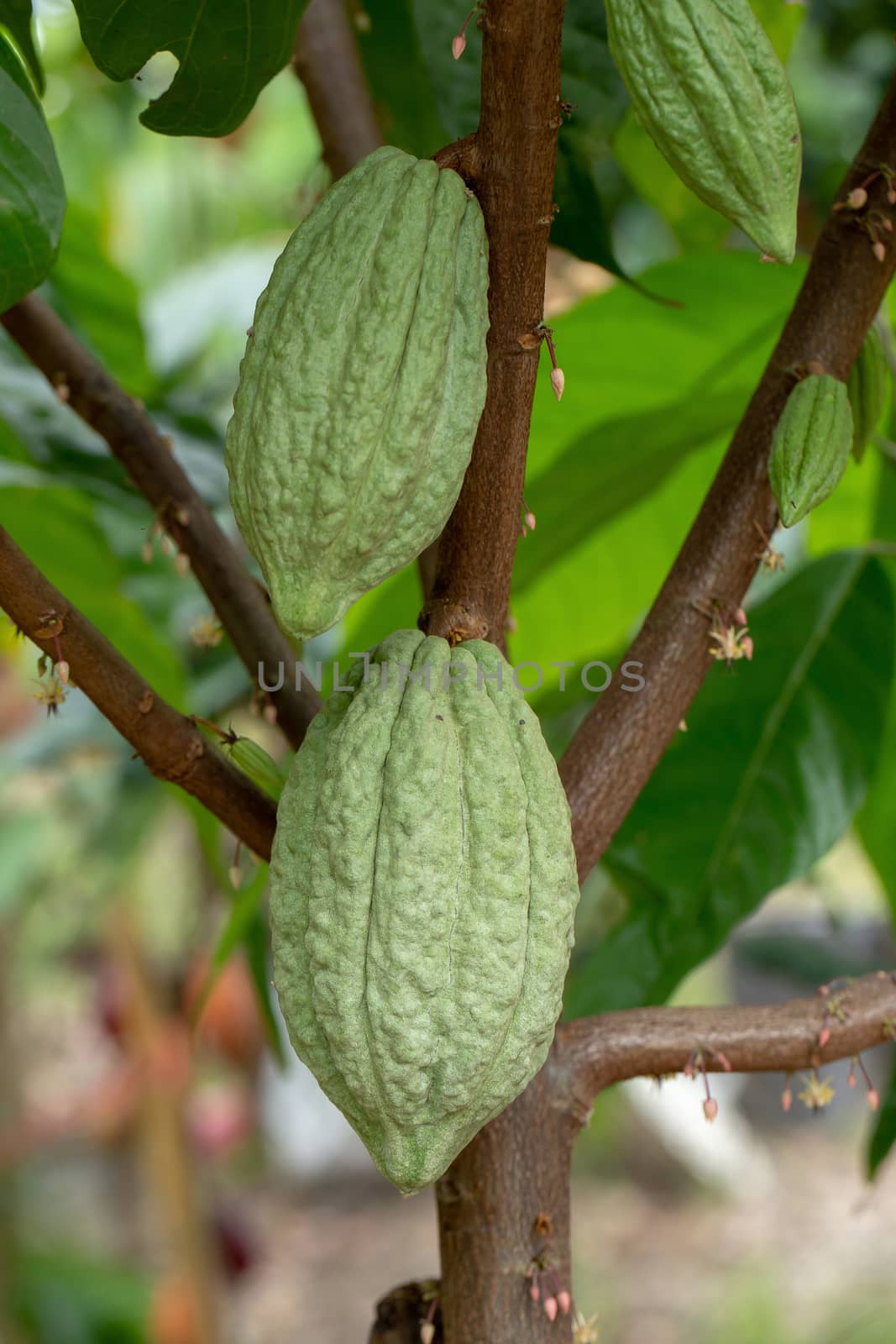 Cacao fruit, raw cacao beans, Cocoa pod on tree by kaiskynet