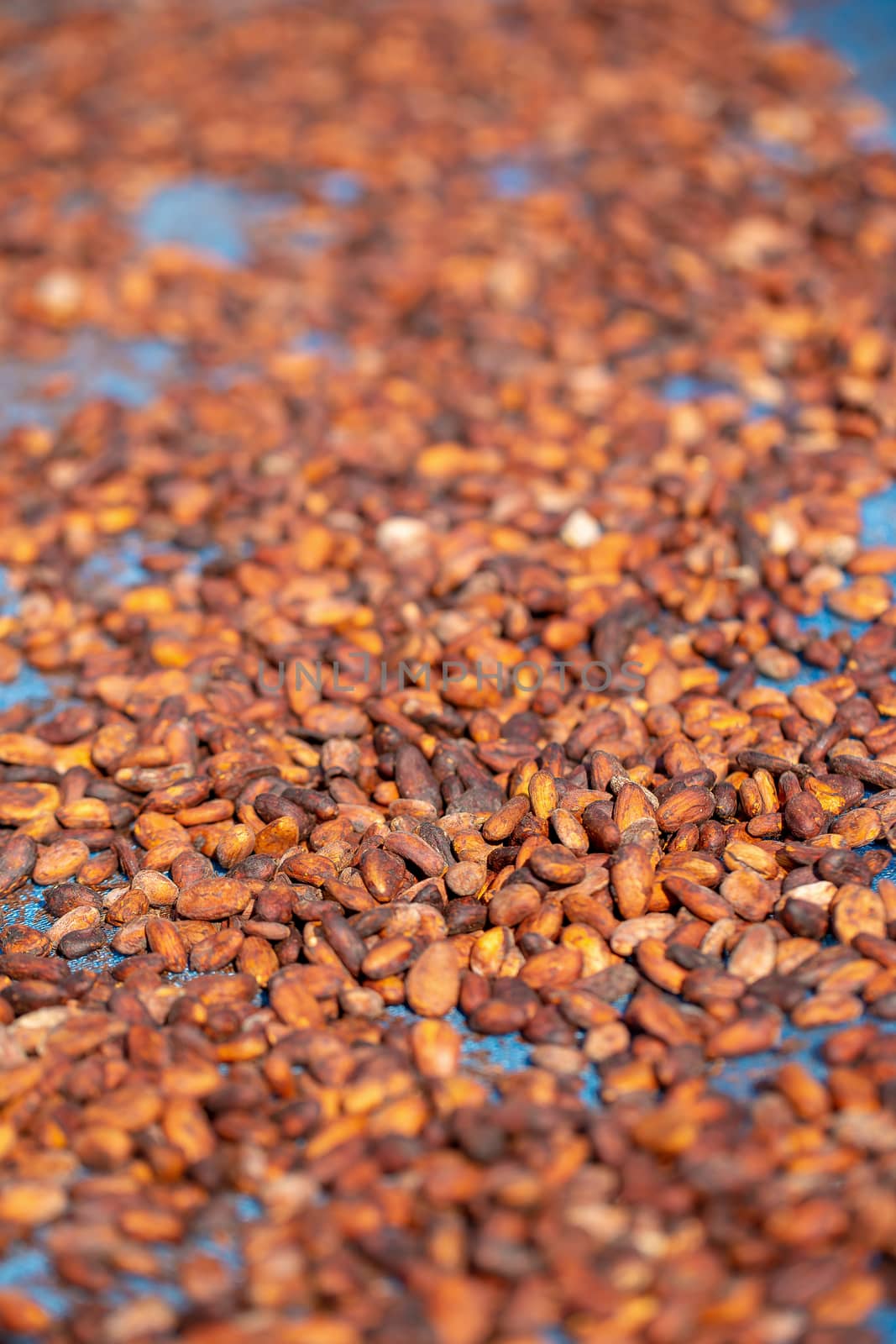 Drying raw Cocoa beans in the agricultural industry by kaiskynet