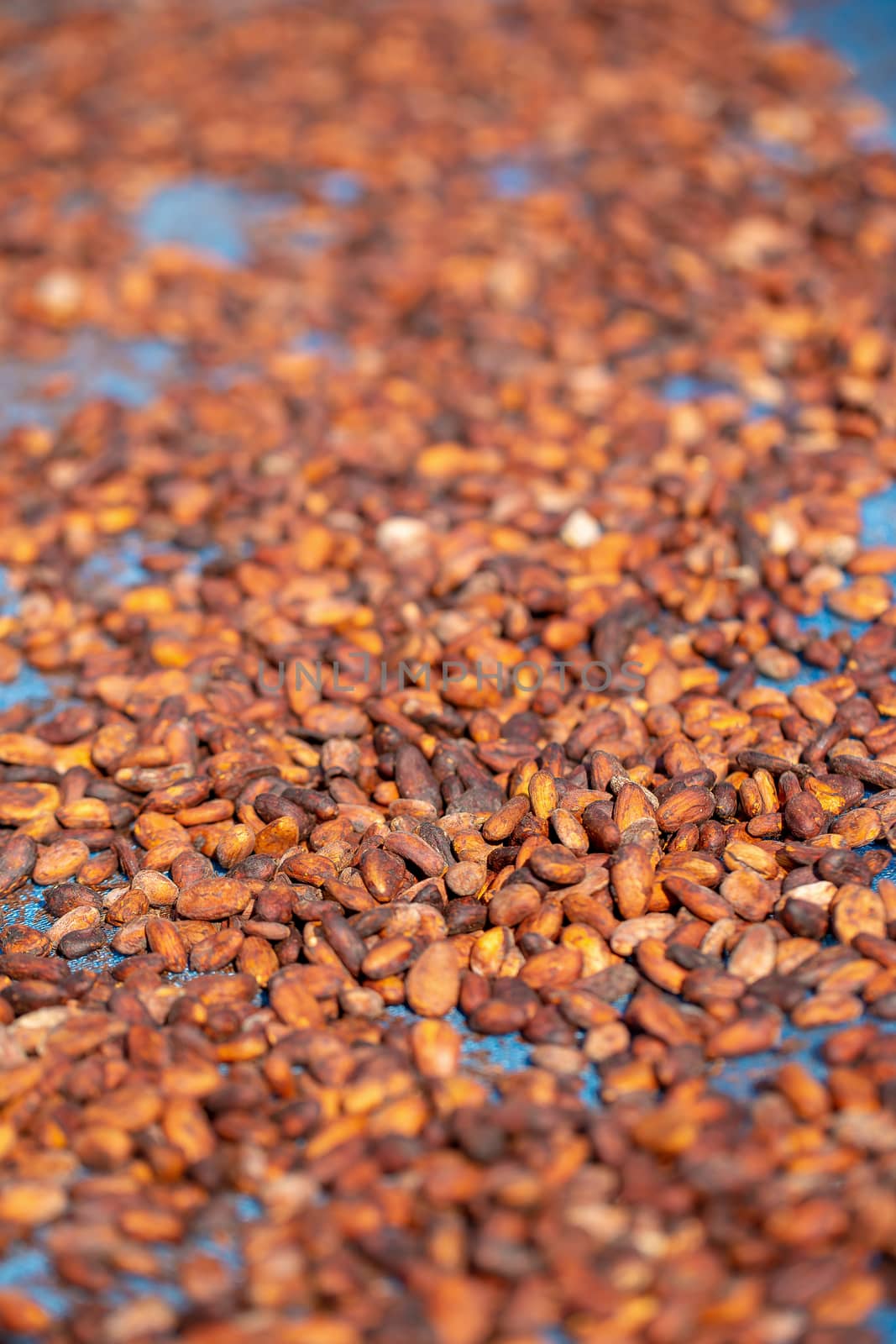 Drying raw Cocoa beans in the agricultural industry.