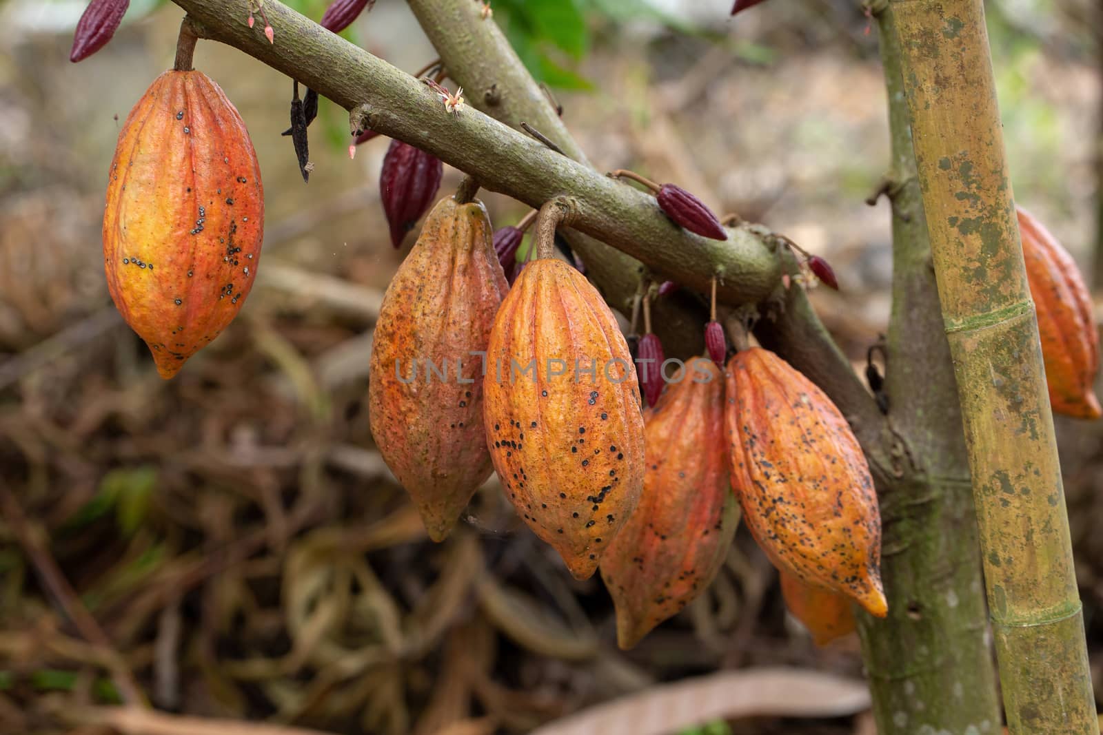 Cacao fruit, raw cacao beans, Cocoa pod on tree.