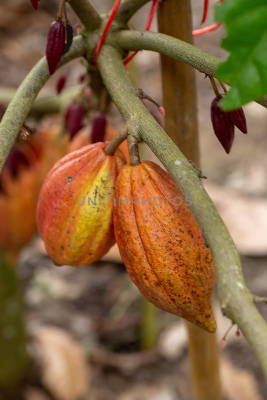 Cacao fruit, raw cacao beans, Cocoa pod on tree.