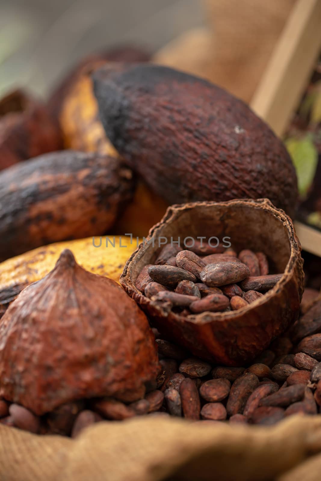cocoa beans and cocoa pod pouring out into a burlap sack.
