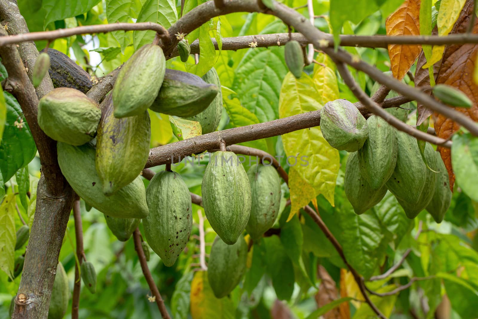 Cacao fruit, raw cacao beans, Cocoa pod on tree by kaiskynet