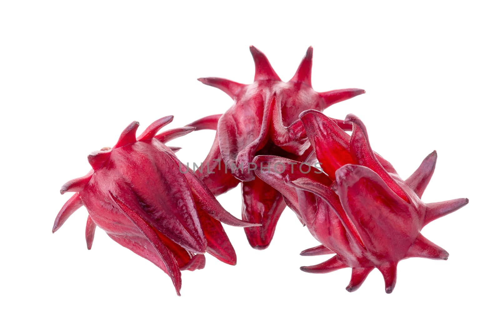 Roselle Hibiscus sabdariffa red fruit flower on white background by kaiskynet