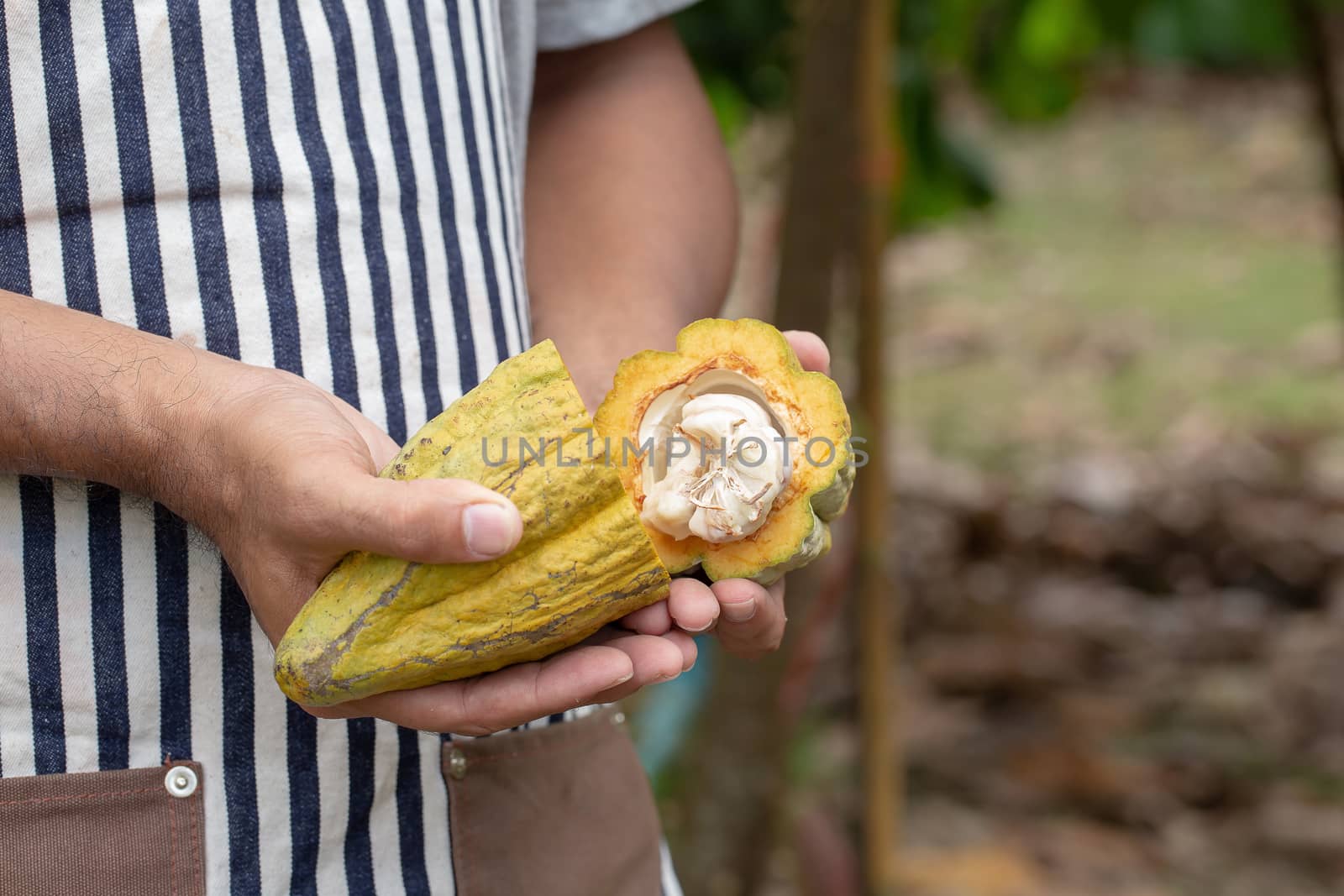 Cacao fruit, Fresh cocoa pod in hands, Cocoa pod on tree by kaiskynet